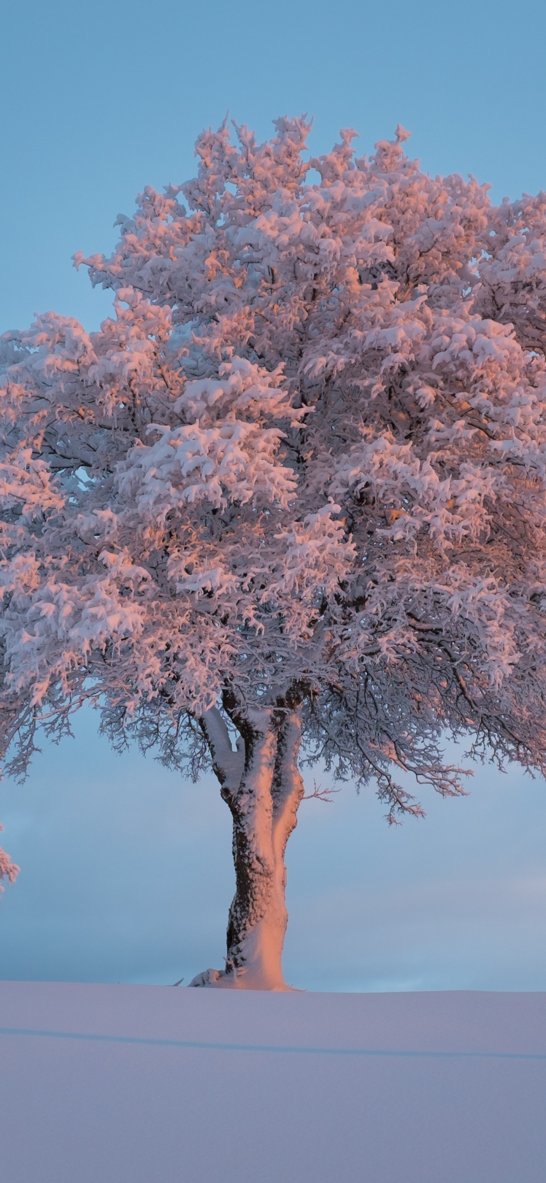 Baum, Winter, Schnee, Woody Pflanze, Natur. Wallpaper in 1125x2436 Resolution