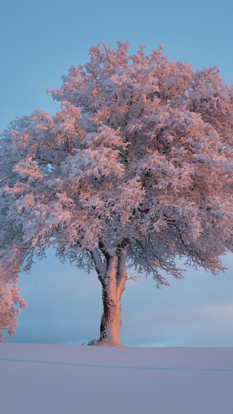 Baum, Winter, Schnee, Woody Pflanze, Natur. Wallpaper in 750x1334 Resolution