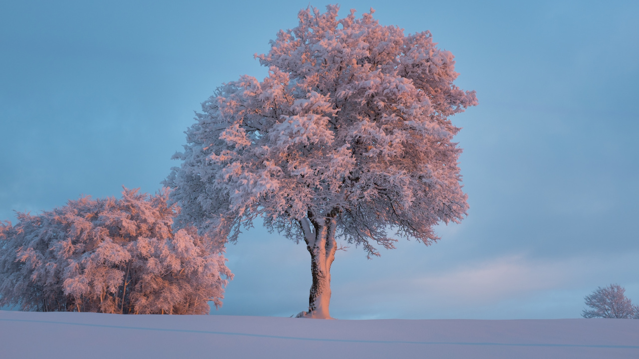 Invierno, Nieve, Planta Leñosa, Naturaleza, Paisaje Natural. Wallpaper in 1280x720 Resolution