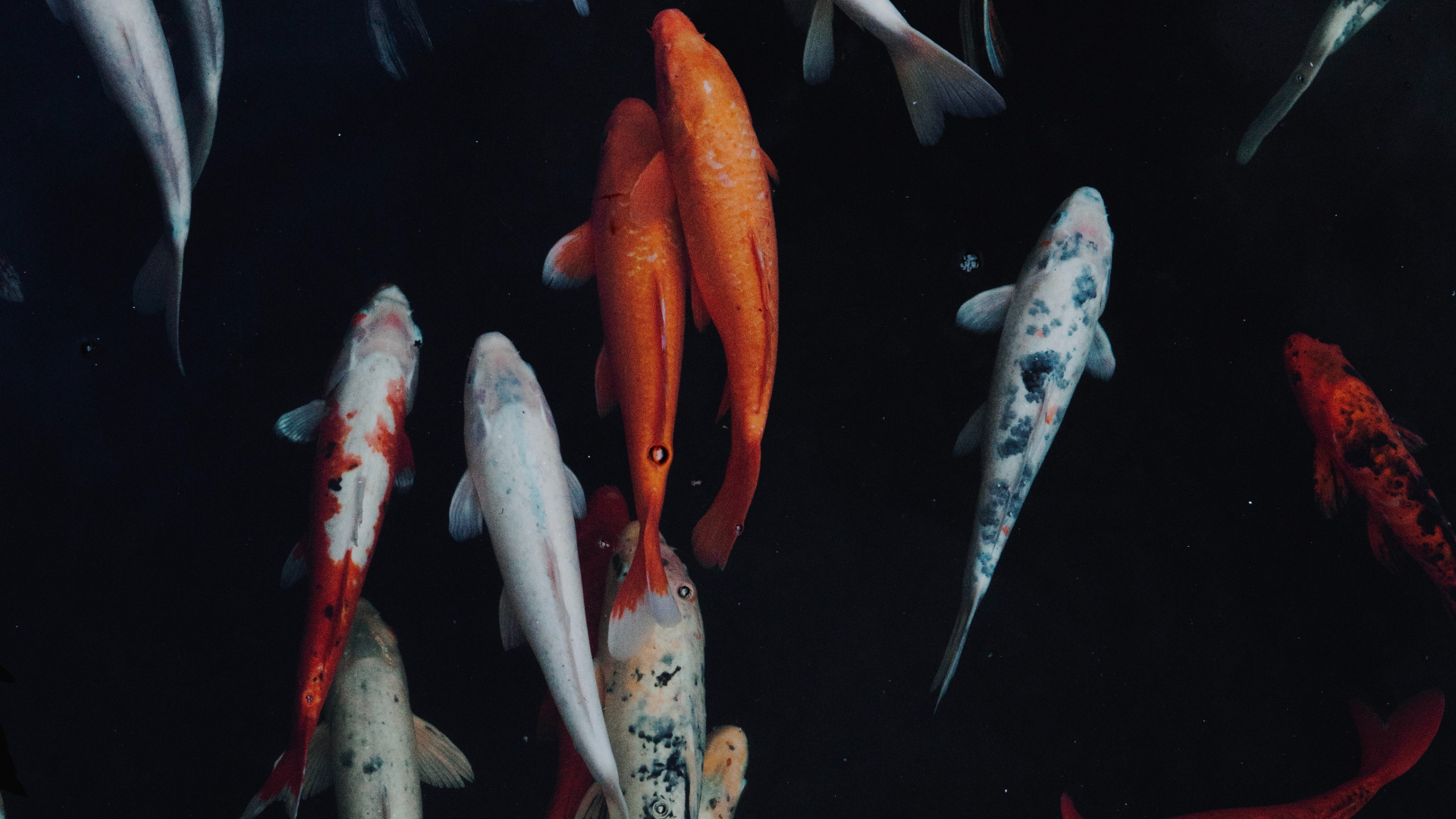 Pez Koi Blanco y Naranja. Wallpaper in 1920x1080 Resolution