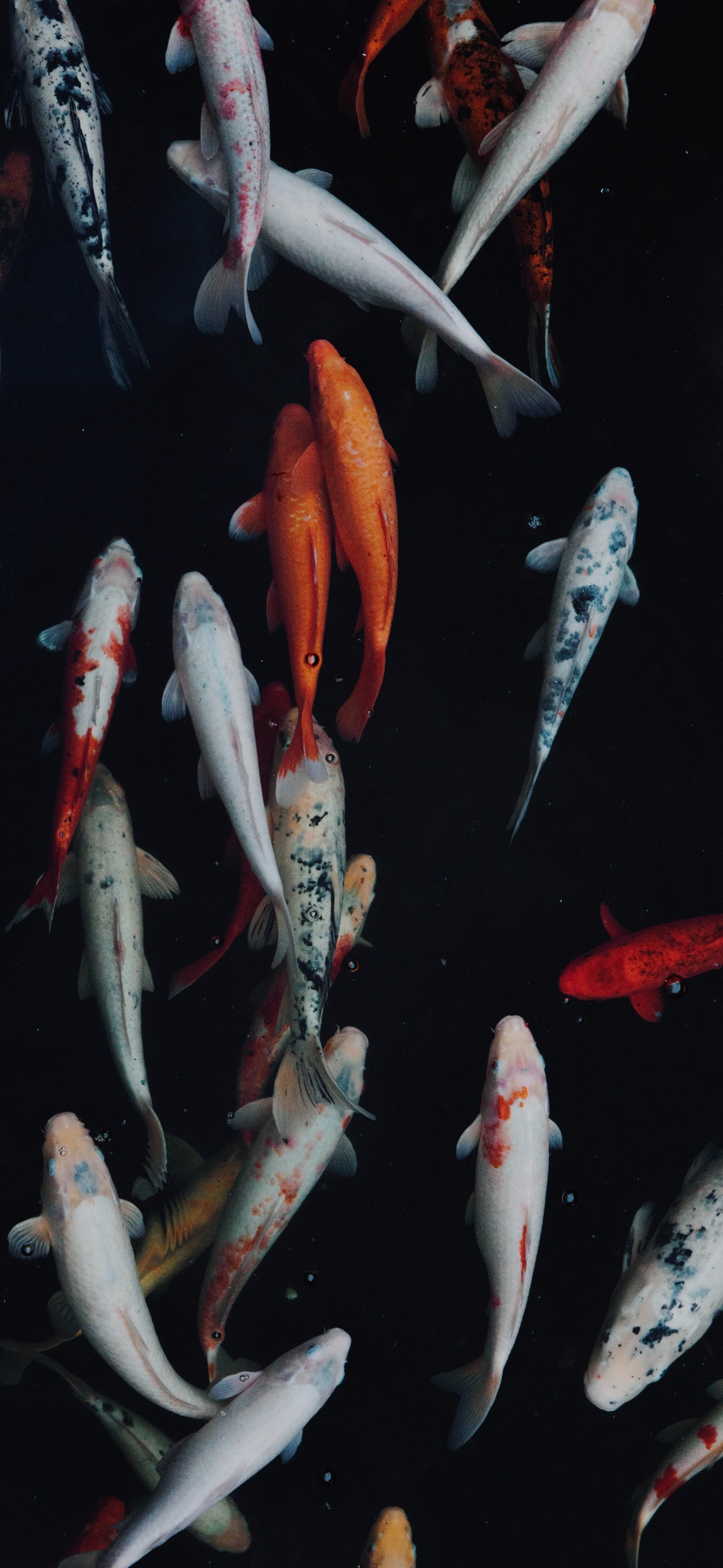 White and Orange Koi Fish. Wallpaper in 1125x2436 Resolution
