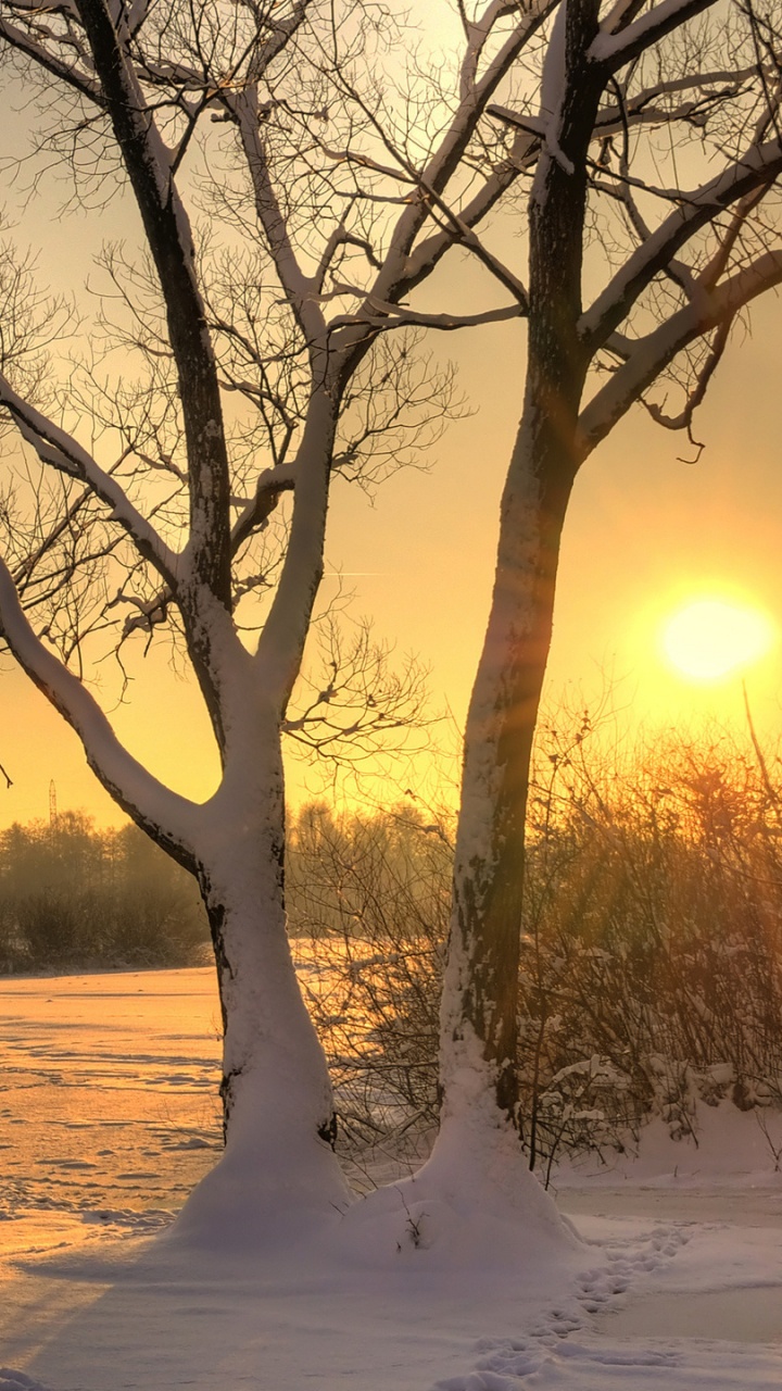 Leafless Tree on Snow Covered Ground During Daytime. Wallpaper in 720x1280 Resolution