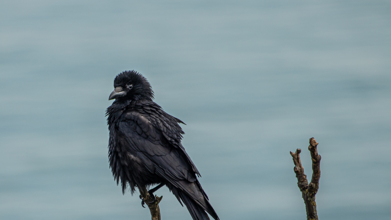Oiseau, Raven, Corbeau, Corneille D'amérique, Corneille D'oiseau. Wallpaper in 1280x720 Resolution
