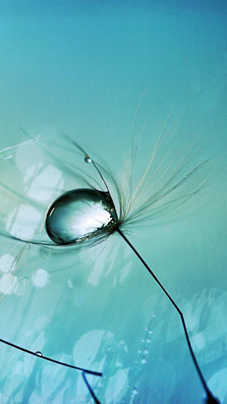 Water Dew on Black Framed Sunglasses. Wallpaper in 750x1334 Resolution