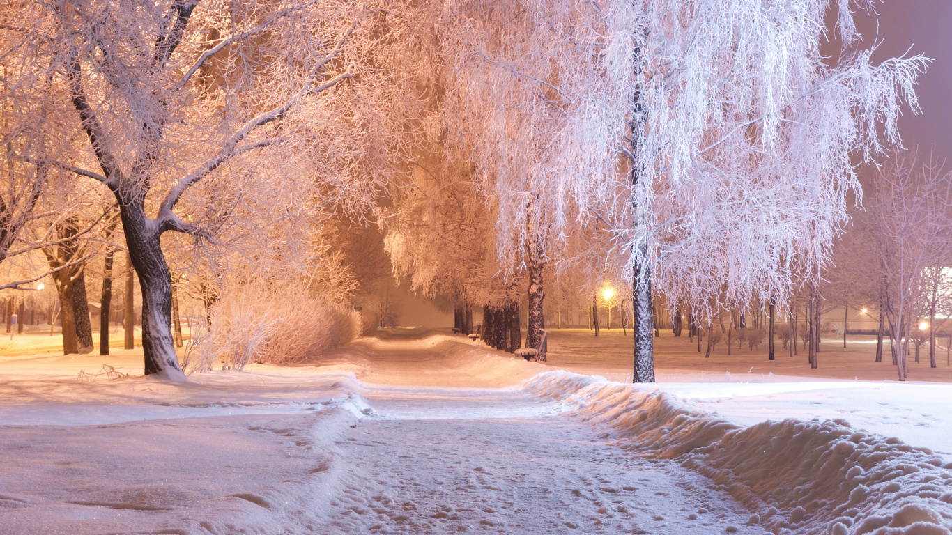 Arbres Bruns Sur Sol Couvert de Neige Pendant la Journée. Wallpaper in 1366x768 Resolution