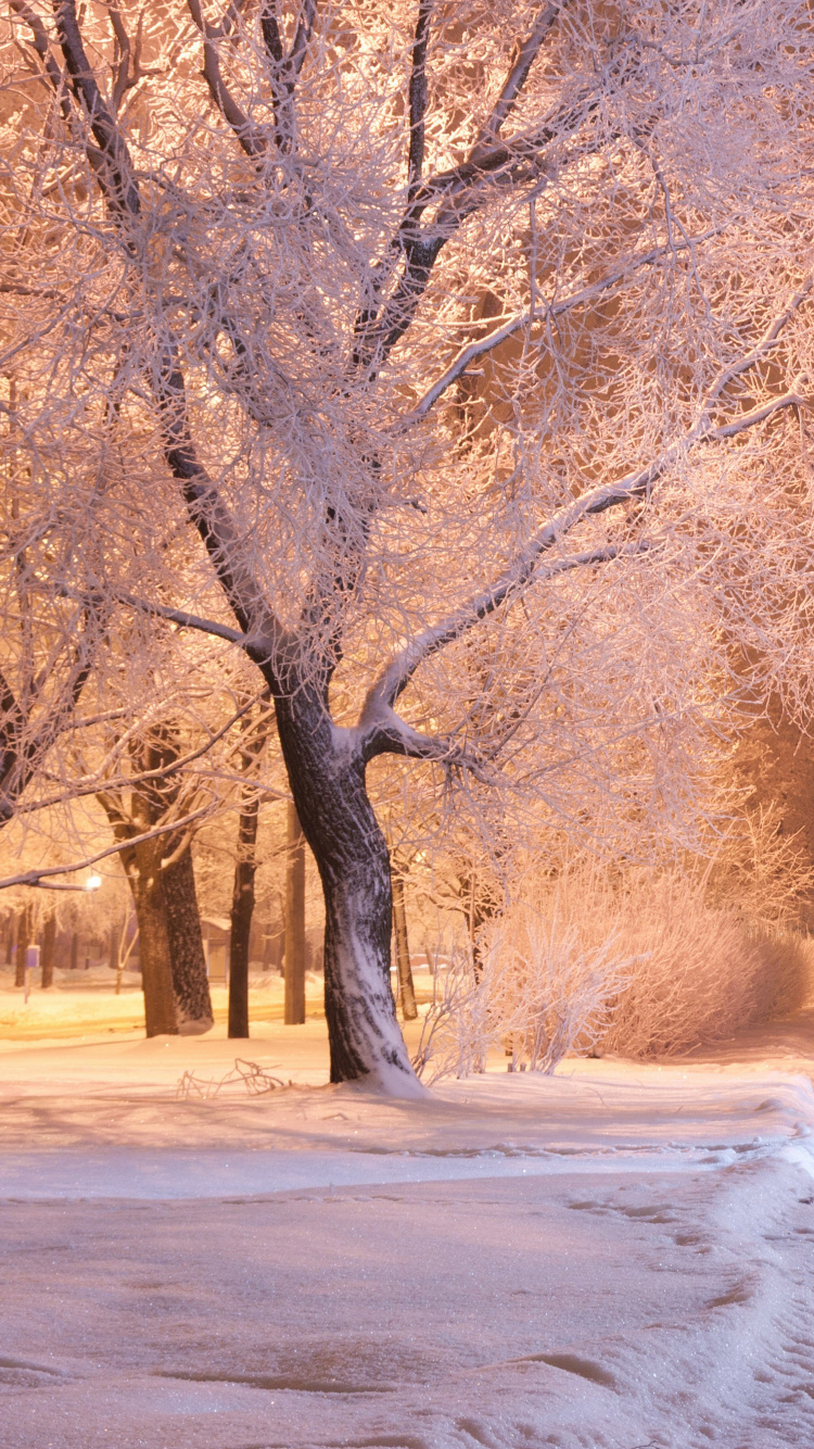 Arbres Bruns Sur Sol Couvert de Neige Pendant la Journée. Wallpaper in 750x1334 Resolution