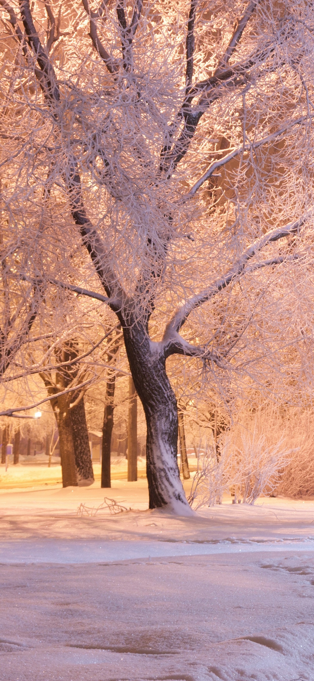 Brown Trees on Snow Covered Ground During Daytime. Wallpaper in 1242x2688 Resolution