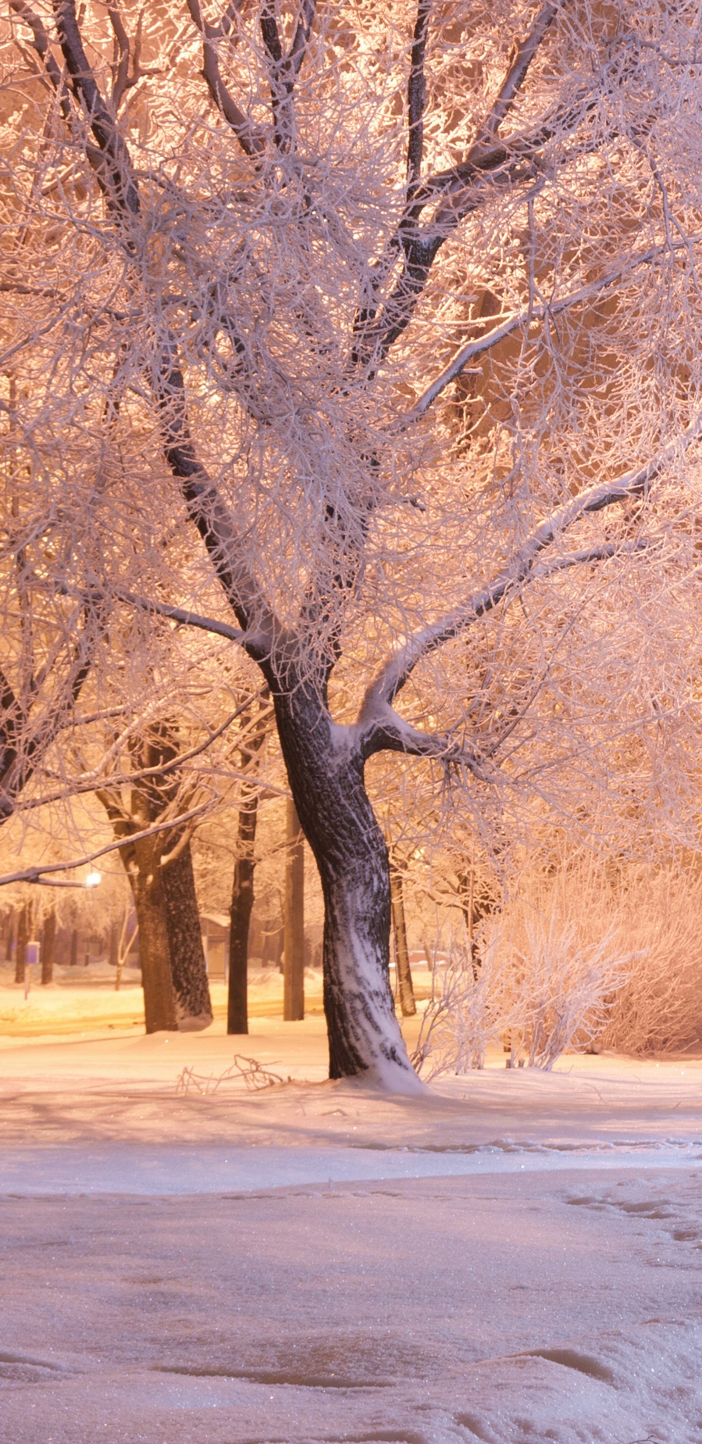 Brown Trees on Snow Covered Ground During Daytime. Wallpaper in 1440x2960 Resolution