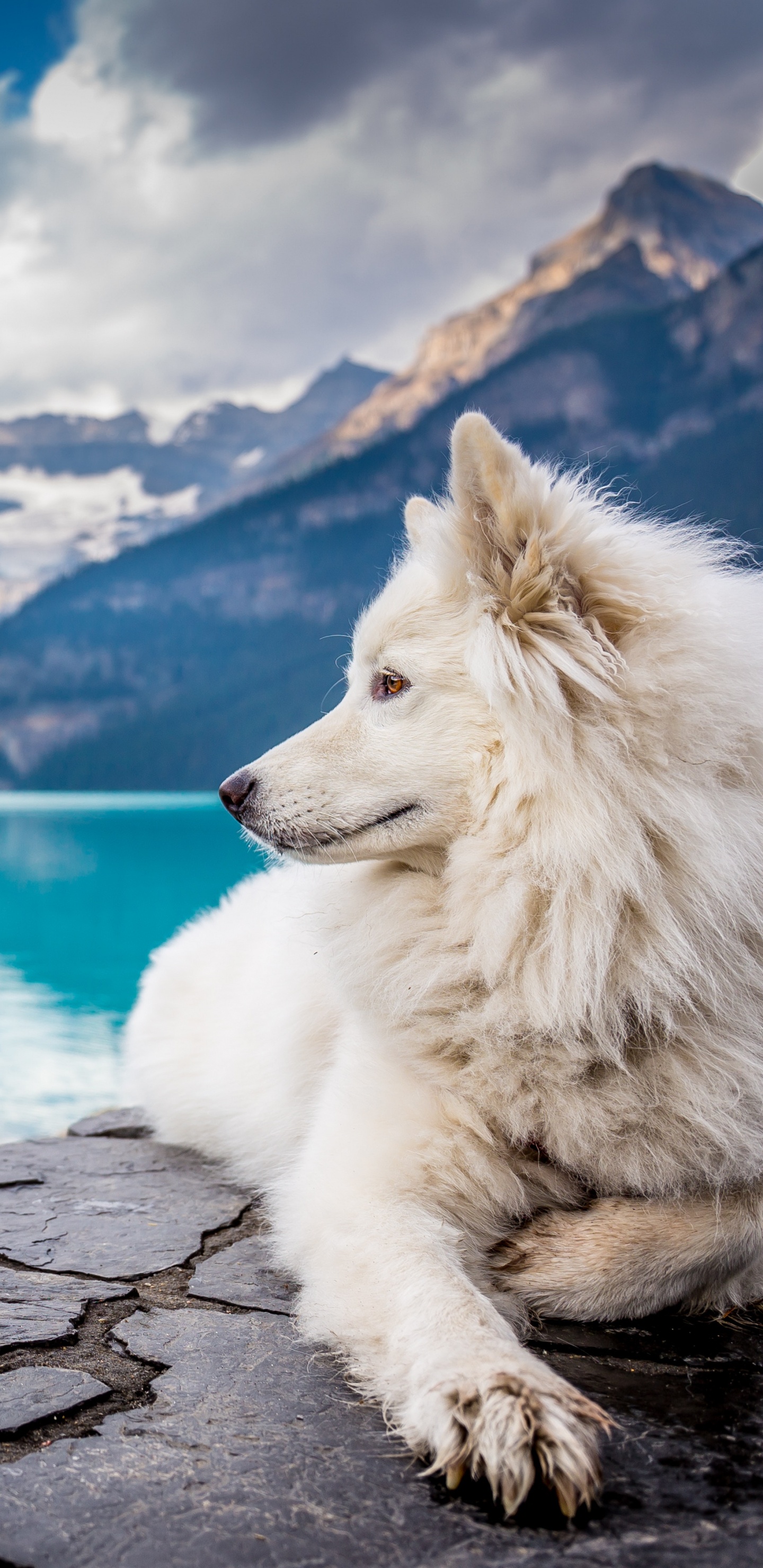 Perro de Pelo Largo Blanco Sentado Sobre Una Superficie de Hormigón Gris Cerca Del Cuerpo de Agua Durante el Día. Wallpaper in 1440x2960 Resolution