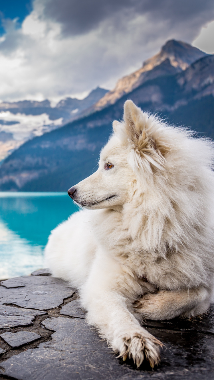Perro de Pelo Largo Blanco Sentado Sobre Una Superficie de Hormigón Gris Cerca Del Cuerpo de Agua Durante el Día. Wallpaper in 750x1334 Resolution