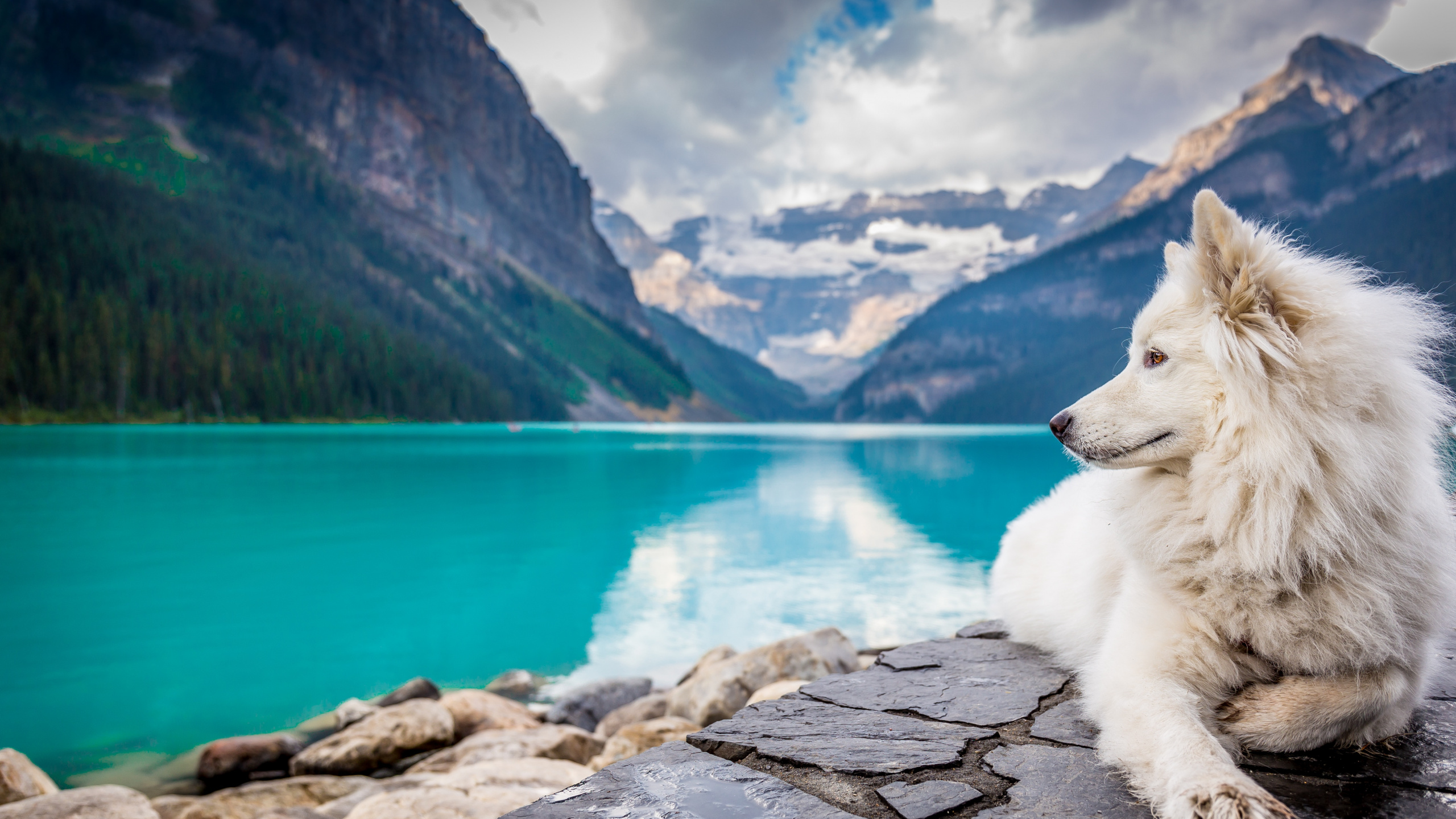 Weißer Langhaariger Hund, Der Tagsüber Auf Grauer Betonoberfläche in Der Nähe Eines Gewässers Sitzt Sitting. Wallpaper in 2560x1440 Resolution