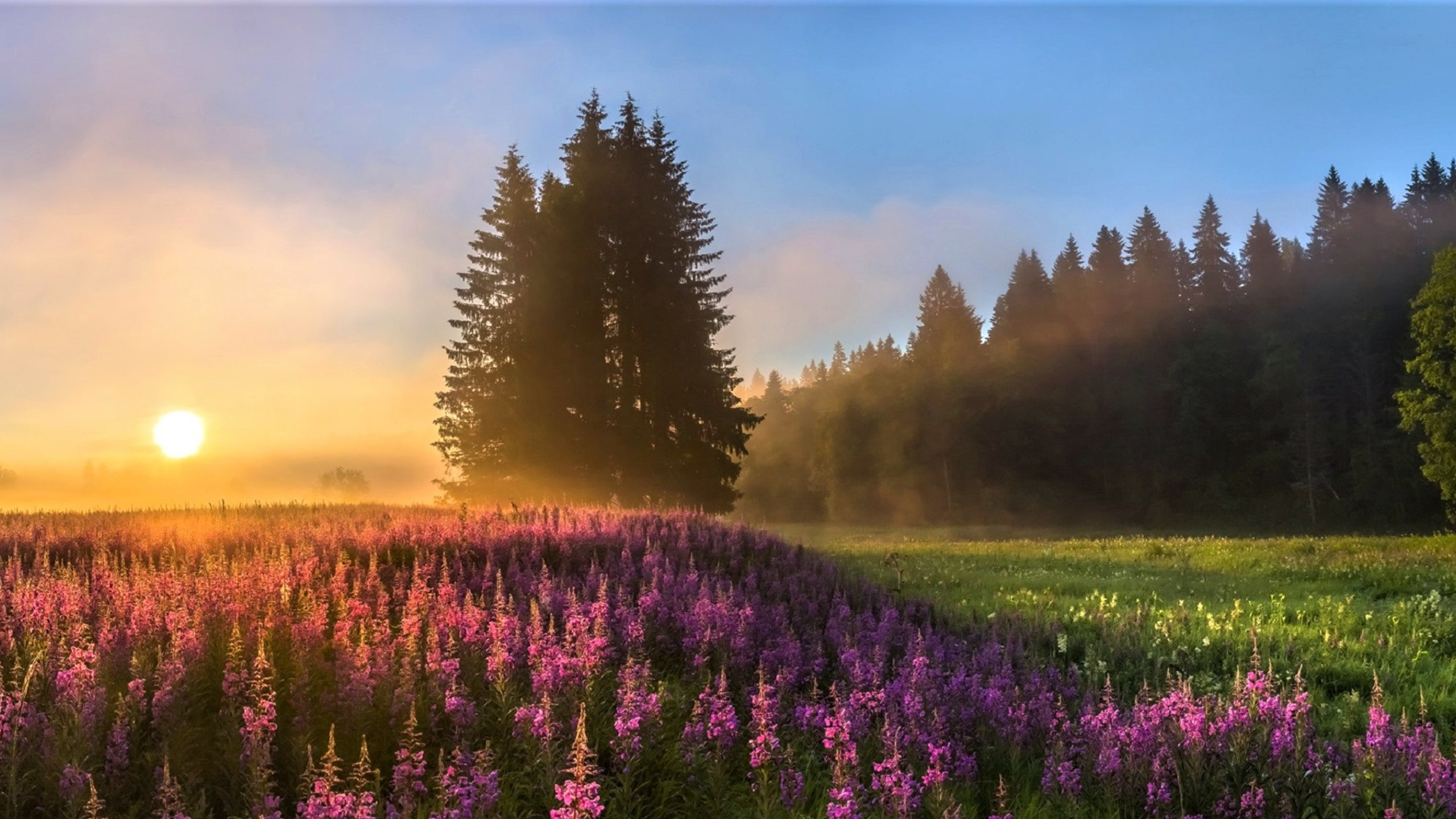 Lila Blumenfeld Bei Sonnenuntergang. Wallpaper in 2560x1440 Resolution