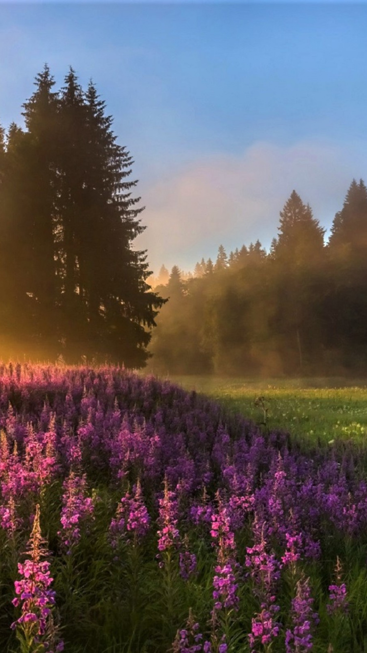 Purple Flower Field During Sunset. Wallpaper in 750x1334 Resolution