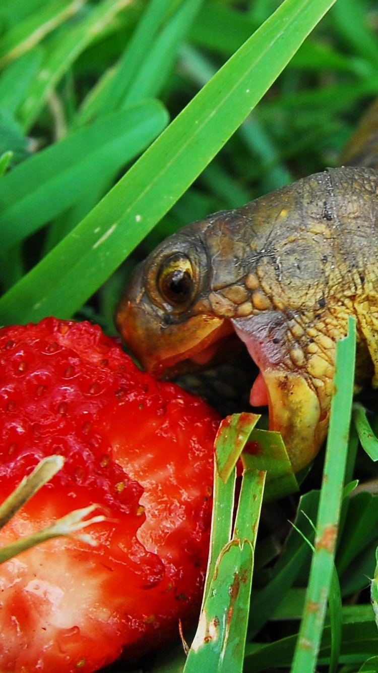 Tortue Brune et Noire Sur L'herbe Verte. Wallpaper in 750x1334 Resolution