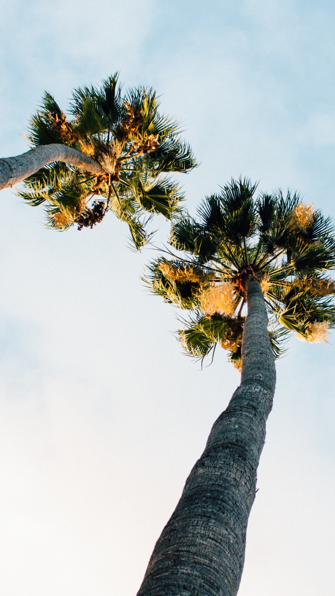 Tagsüber Grüner Und Brauner Baum Unter Weißem Himmel. Wallpaper in 1080x1920 Resolution