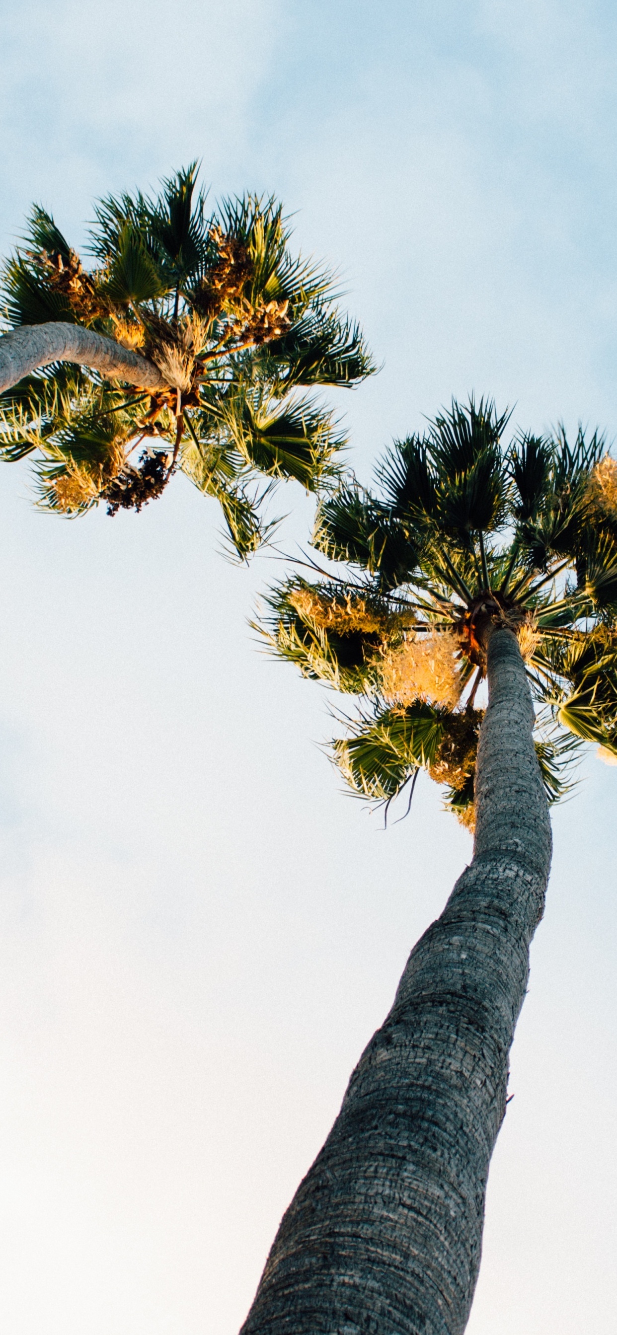 Tagsüber Grüner Und Brauner Baum Unter Weißem Himmel. Wallpaper in 1242x2688 Resolution