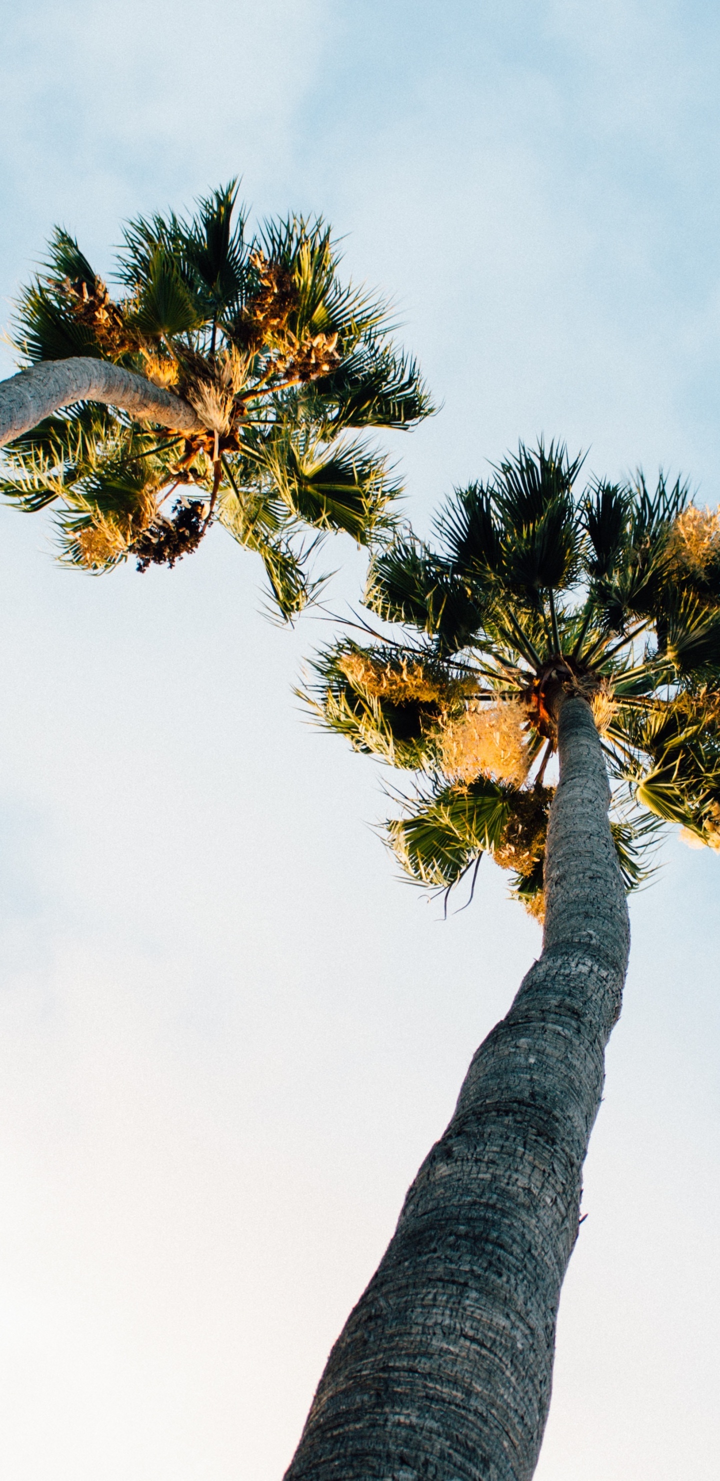 Tagsüber Grüner Und Brauner Baum Unter Weißem Himmel. Wallpaper in 1440x2960 Resolution