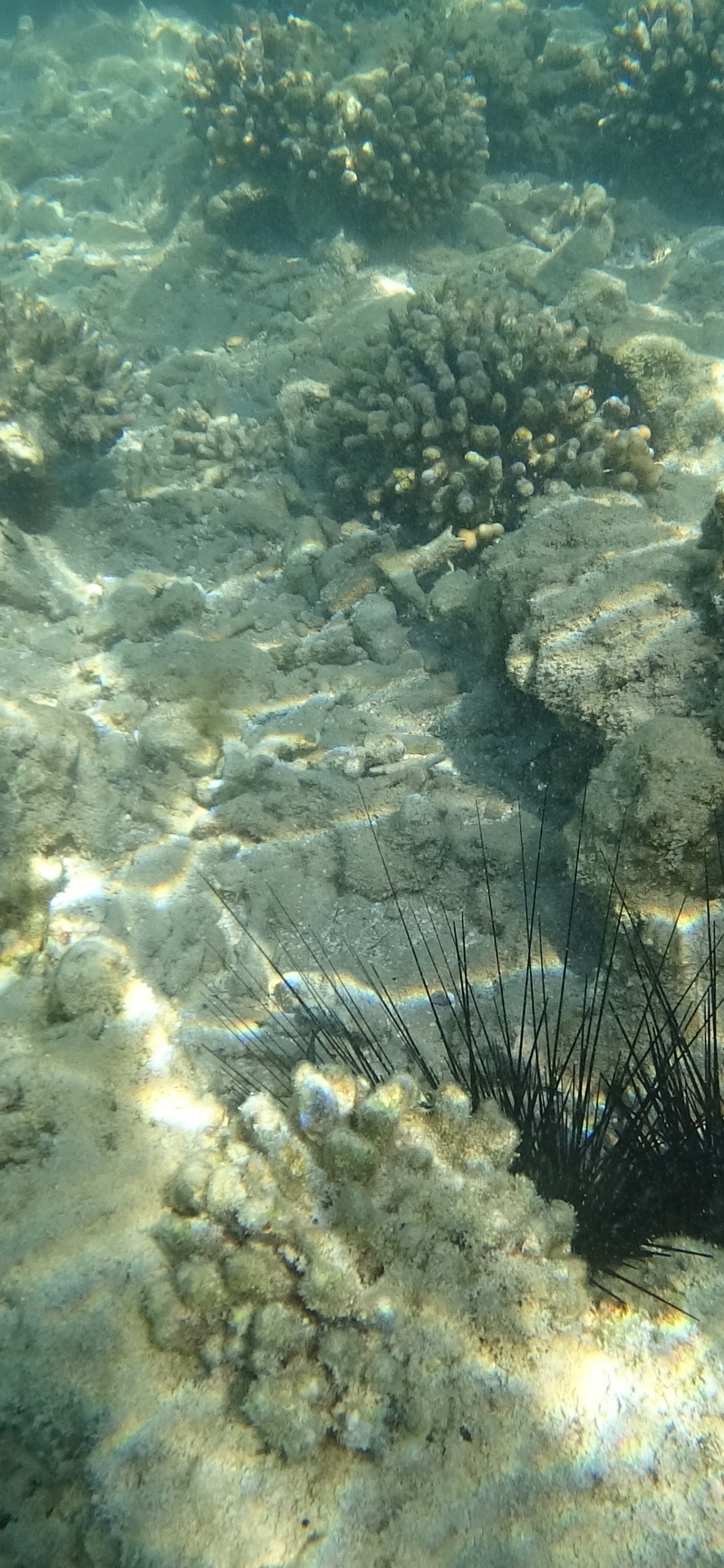 Sous-marin, Oursins, Biologie Marine, Écosystème, Eau. Wallpaper in 1125x2436 Resolution