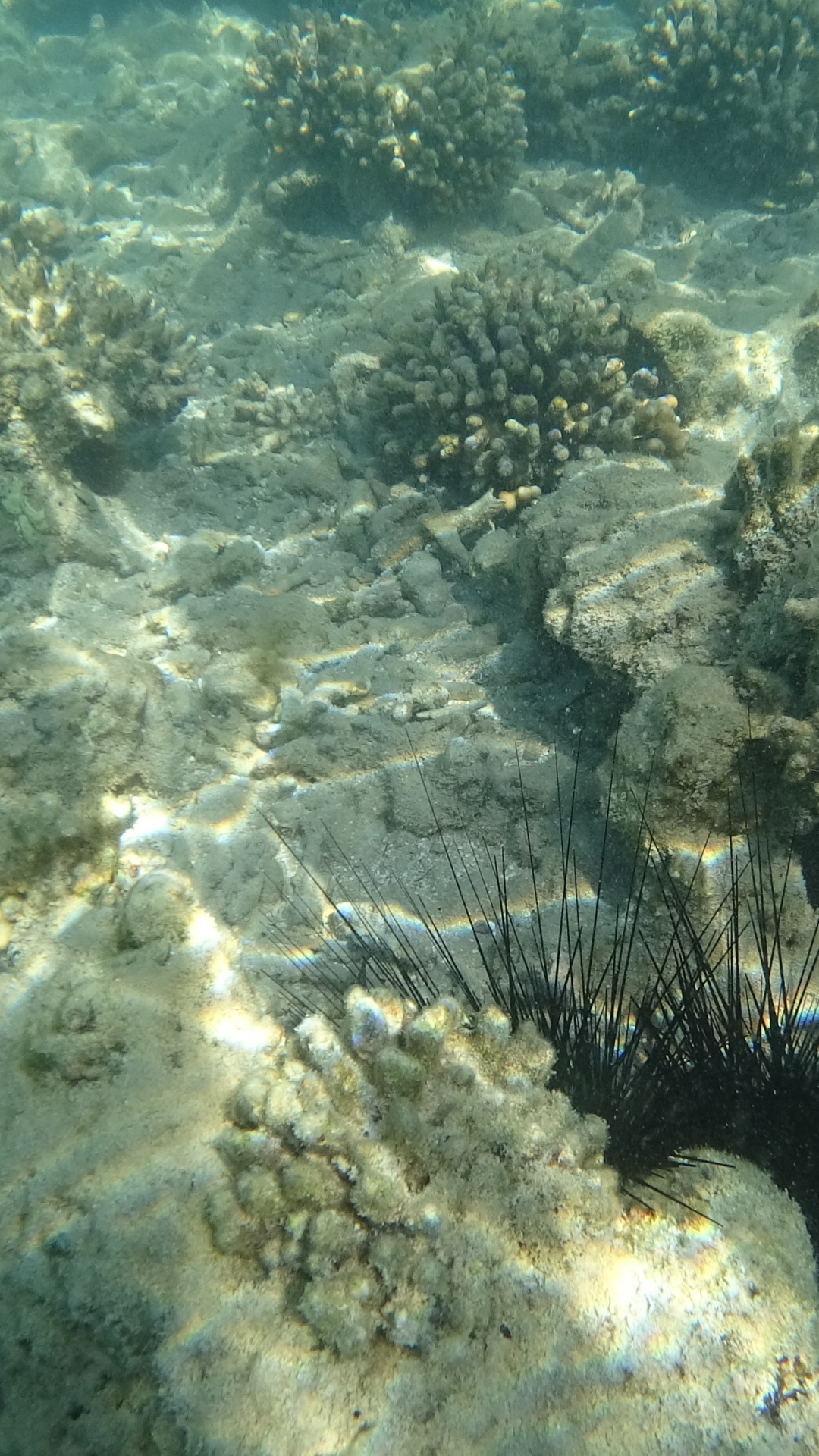 Underwater, Sea Urchins, Marine Biology, Ecosystem, Water. Wallpaper in 1080x1920 Resolution