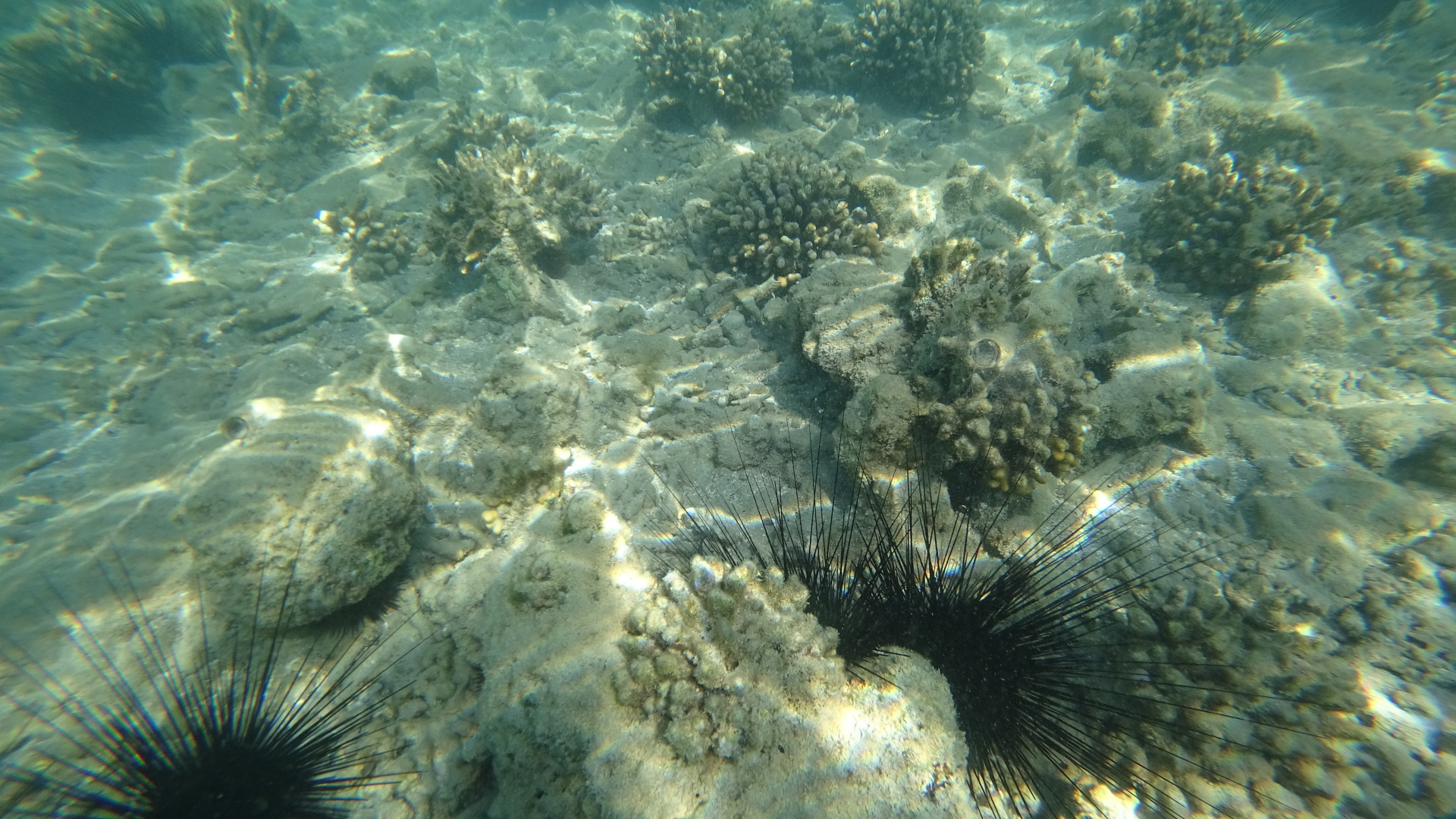 Underwater, Sea Urchins, Marine Biology, Ecosystem, Water. Wallpaper in 1920x1080 Resolution