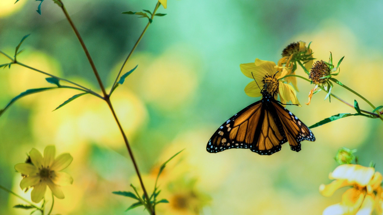 Monarch Butterfly Perched on Yellow Flower in Close up Photography During Daytime. Wallpaper in 1280x720 Resolution