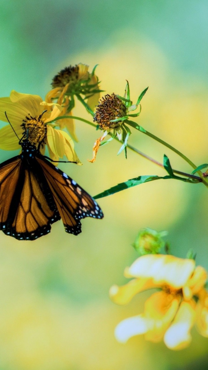 Monarch Butterfly Perched on Yellow Flower in Close up Photography During Daytime. Wallpaper in 720x1280 Resolution