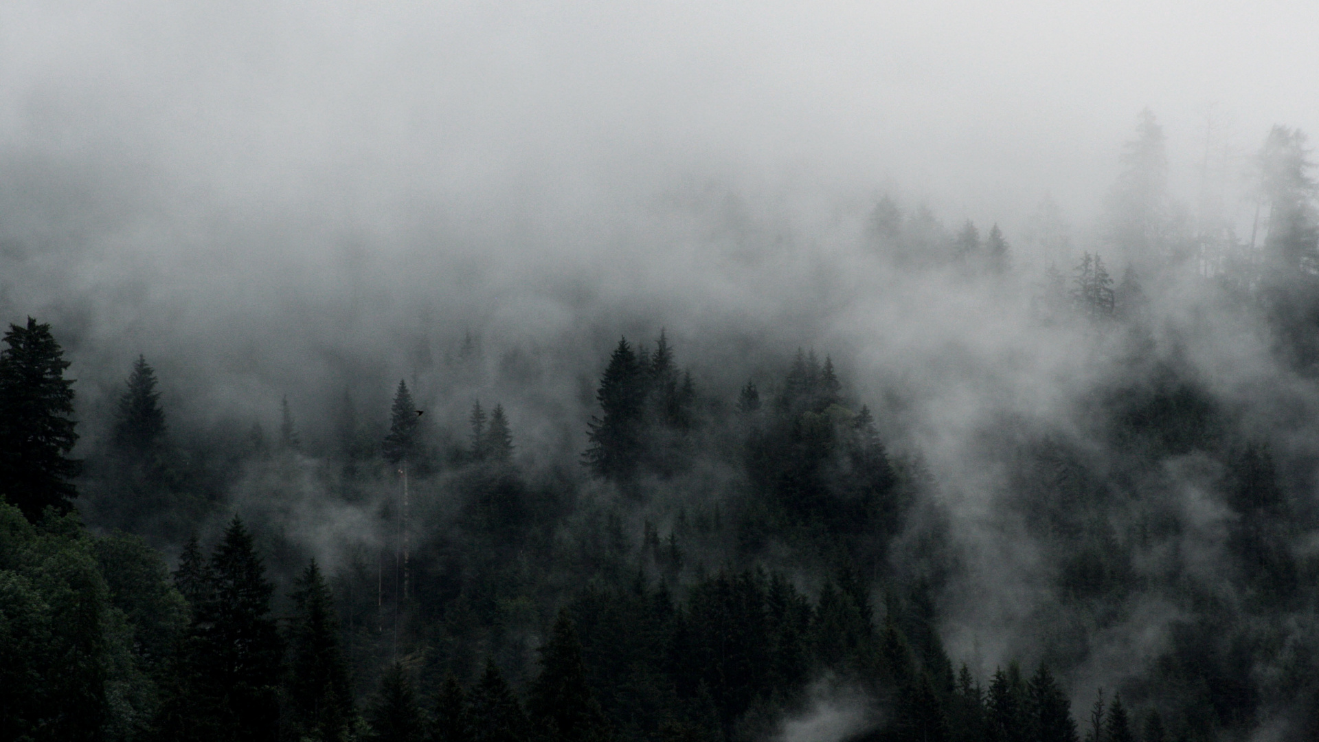 Grüne Bäume Von Nebel Bedeckt. Wallpaper in 1920x1080 Resolution