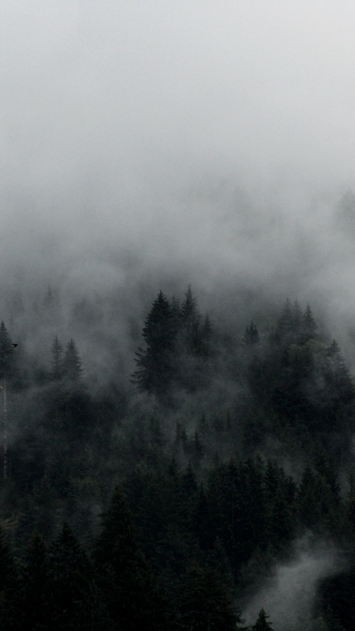 Grüne Bäume Von Nebel Bedeckt. Wallpaper in 720x1280 Resolution