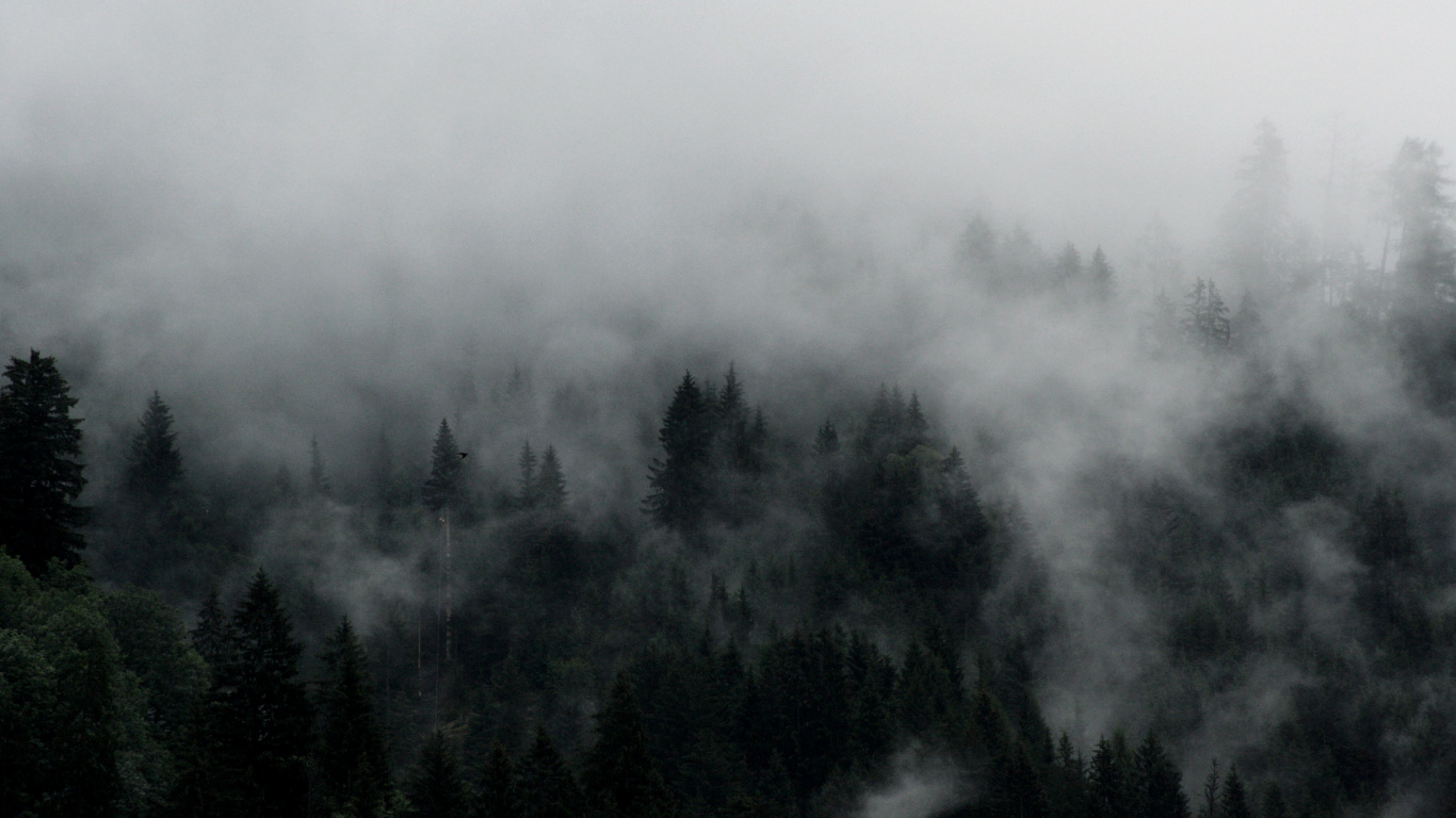 Arbres Verts Couverts de Brouillard. Wallpaper in 1366x768 Resolution