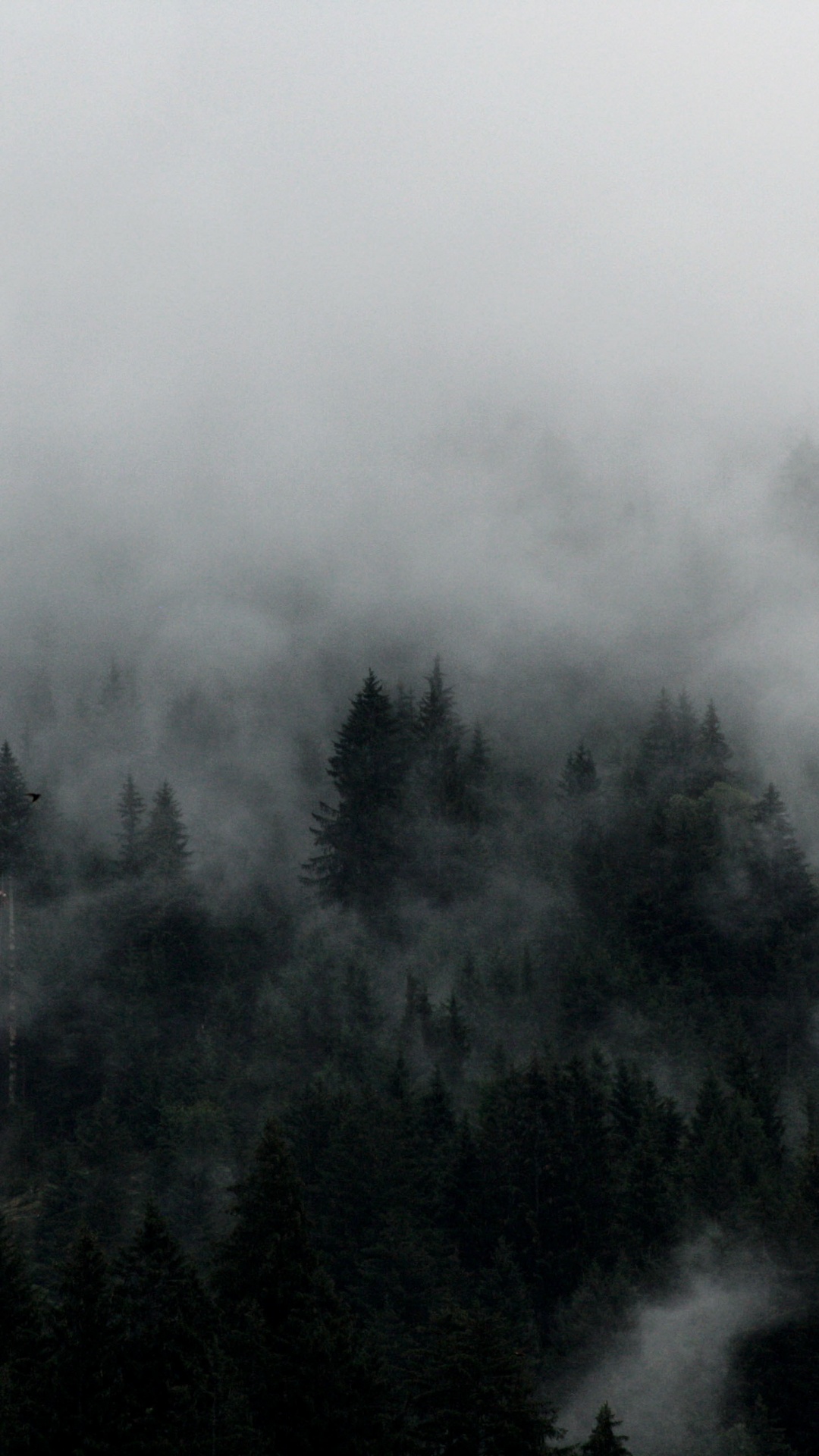 Green Trees Covered by Fog. Wallpaper in 1080x1920 Resolution