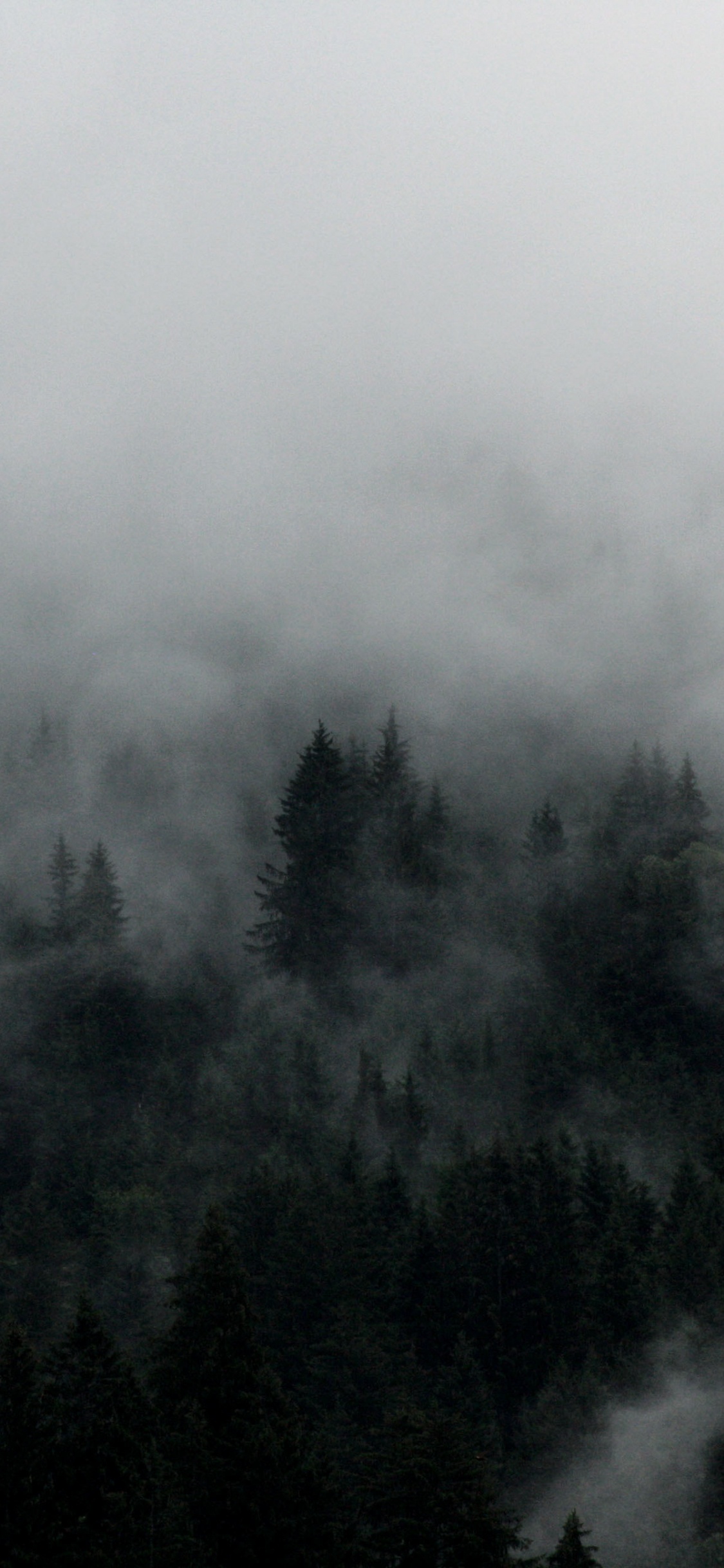 Green Trees Covered by Fog. Wallpaper in 1125x2436 Resolution