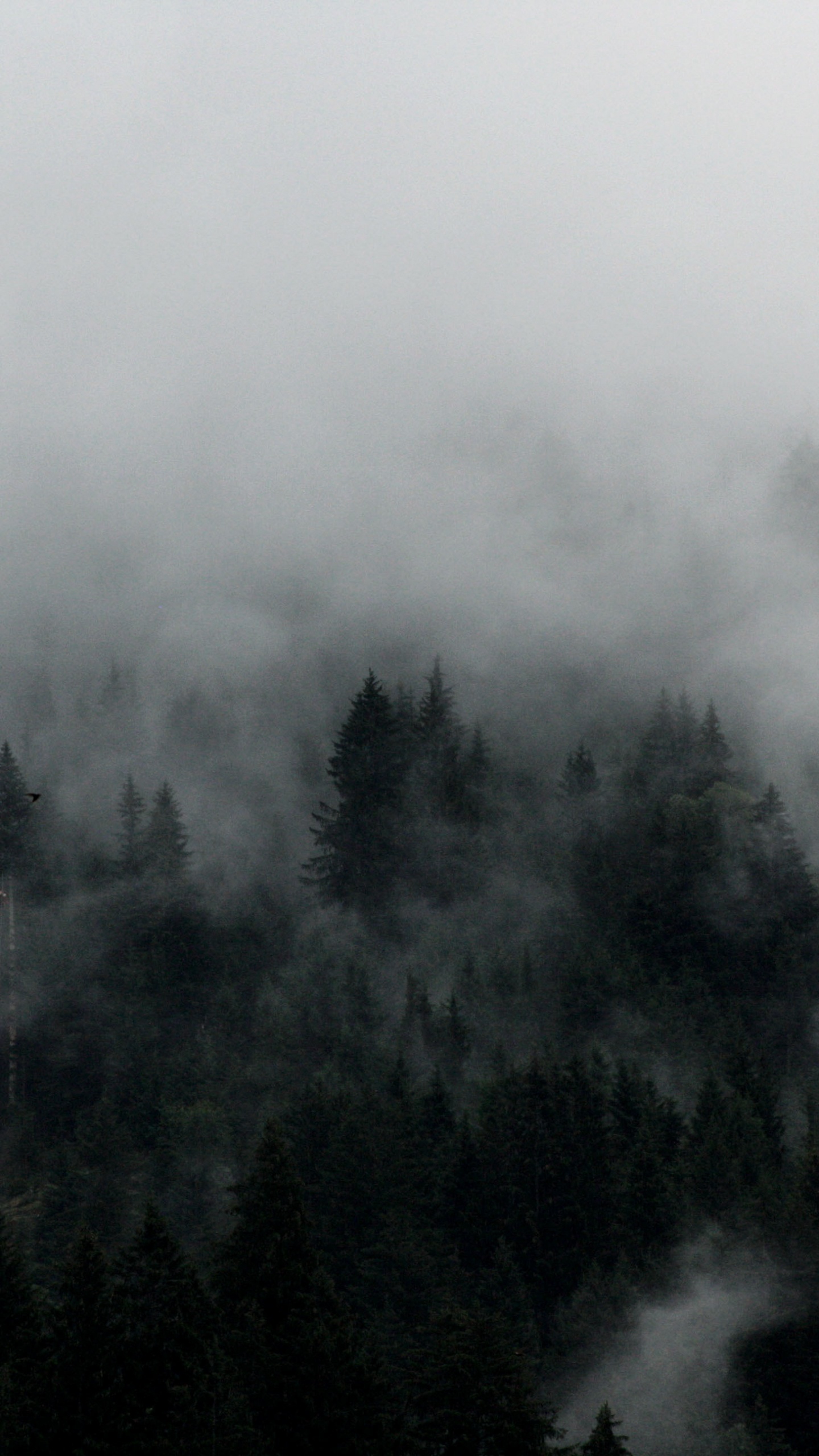 Green Trees Covered by Fog. Wallpaper in 1440x2560 Resolution