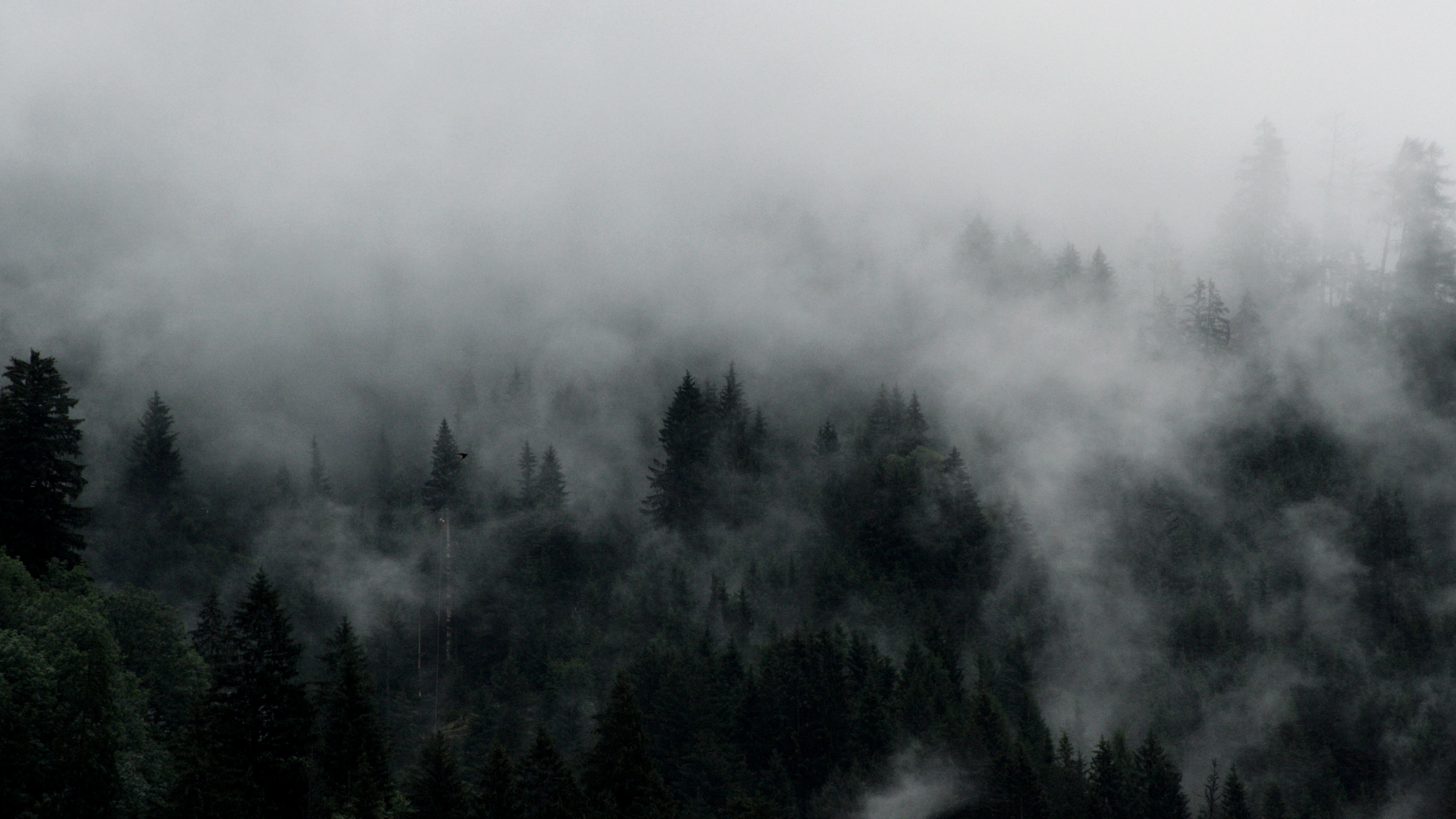 Green Trees Covered by Fog. Wallpaper in 3840x2160 Resolution