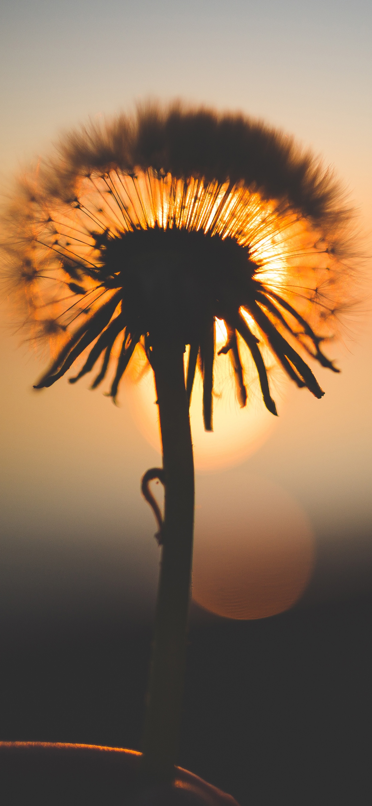 Silhouette of Dandelion During Sunset. Wallpaper in 1242x2688 Resolution