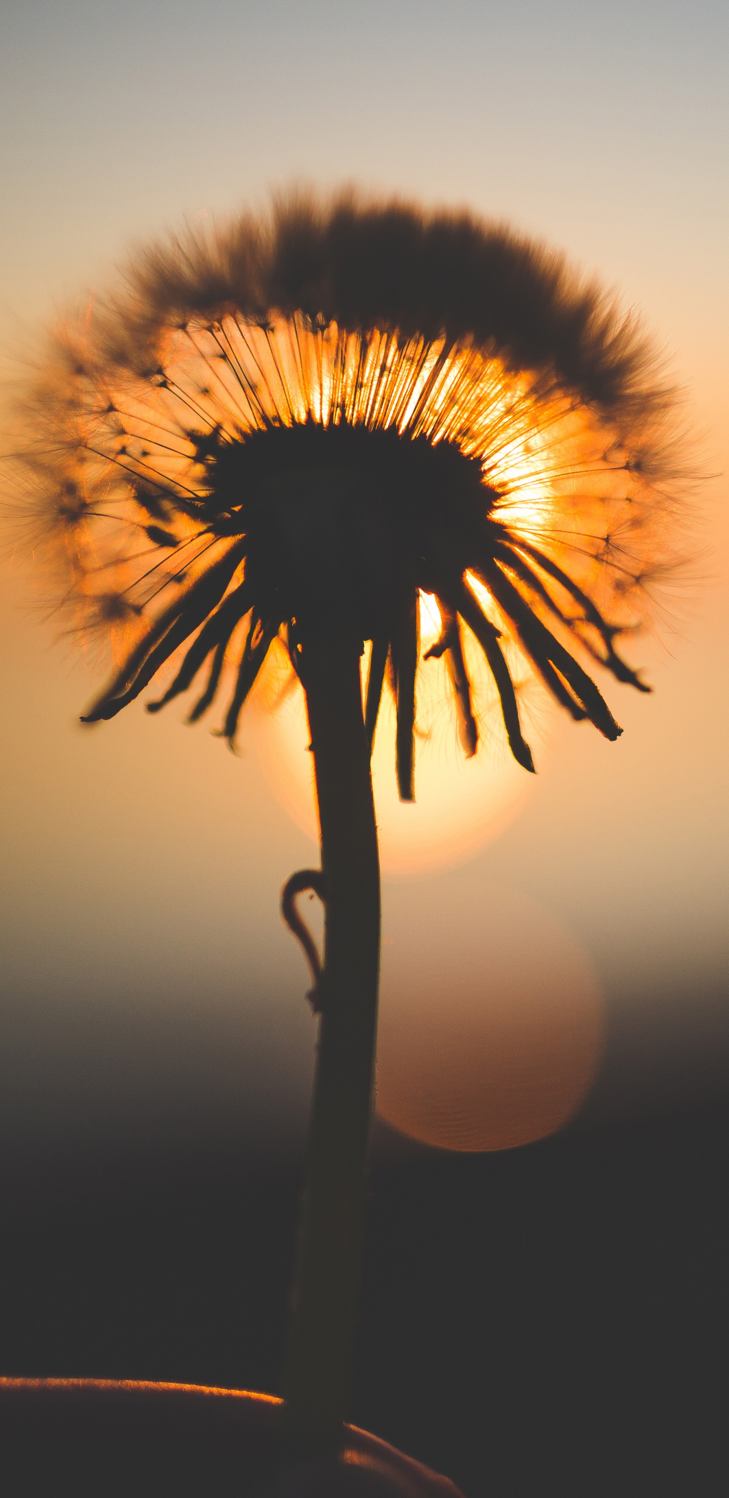 Silhouette of Dandelion During Sunset. Wallpaper in 1440x2960 Resolution