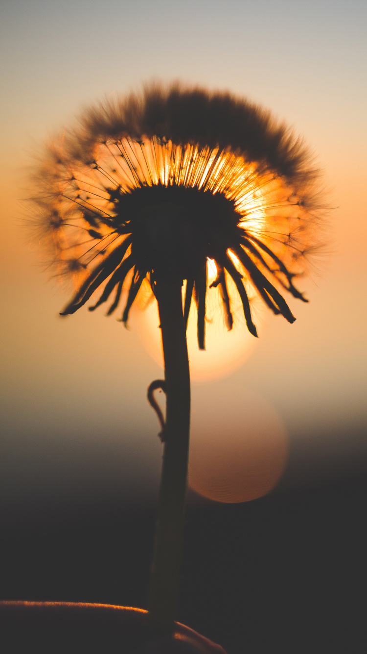 Silhouette of Dandelion During Sunset. Wallpaper in 750x1334 Resolution