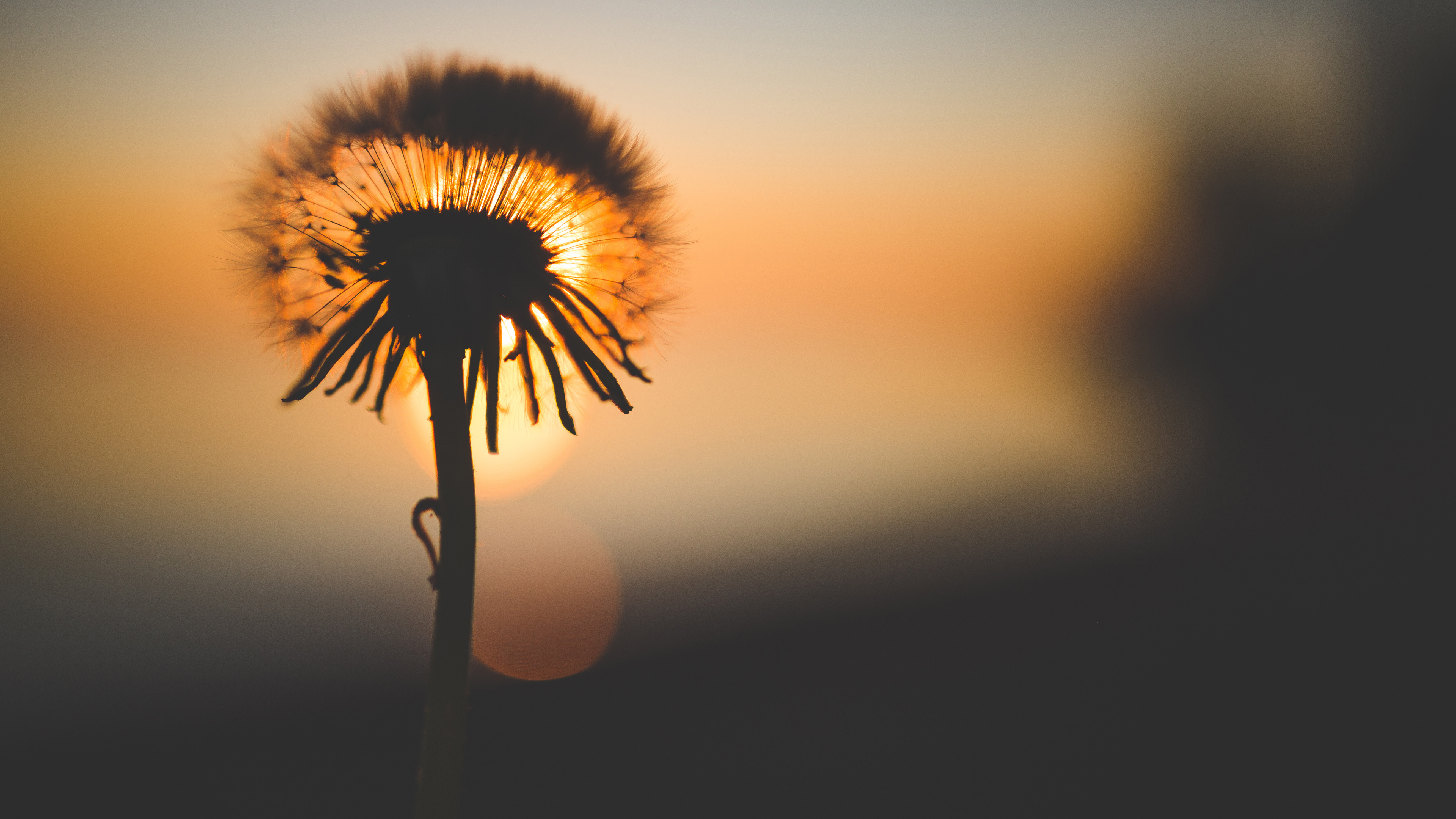 Silhouette de Pissenlit Pendant le Coucher du Soleil. Wallpaper in 3840x2160 Resolution