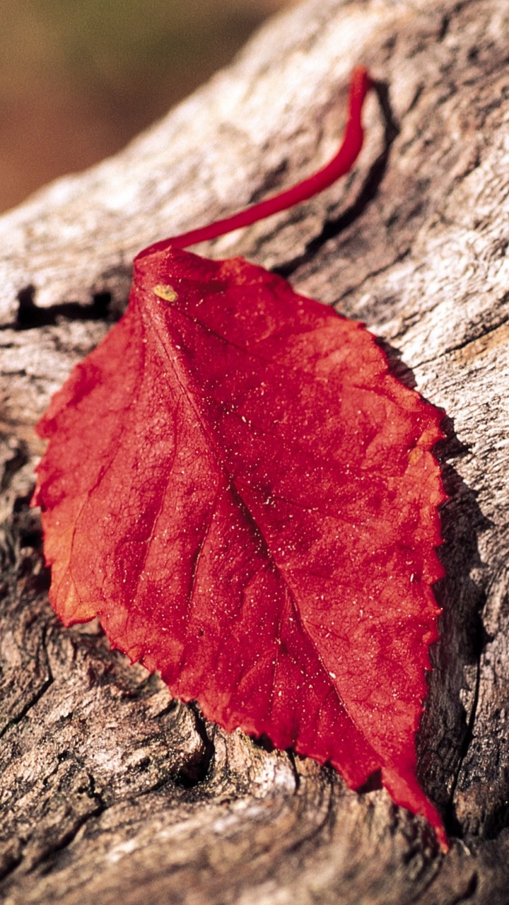 Feuille Rouge Sur Bois Brun. Wallpaper in 720x1280 Resolution