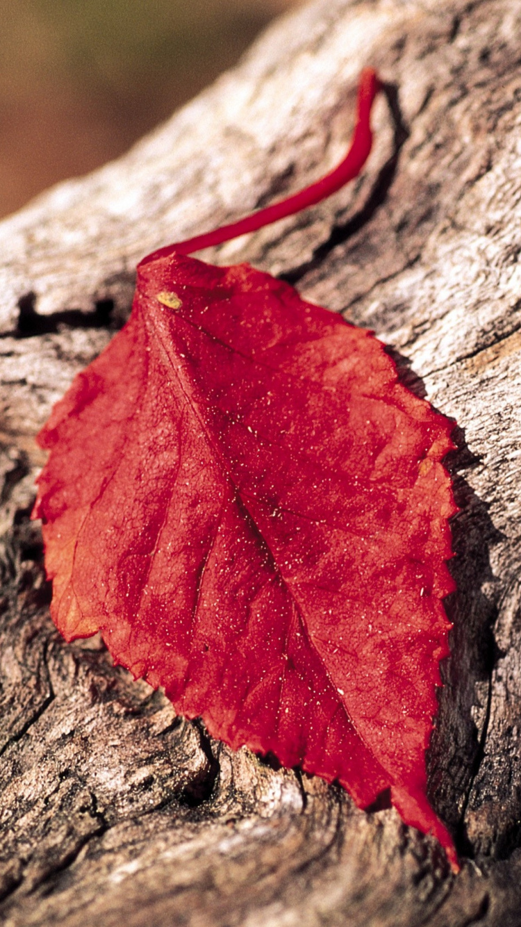 Feuille Rouge Sur Bois Brun. Wallpaper in 750x1334 Resolution