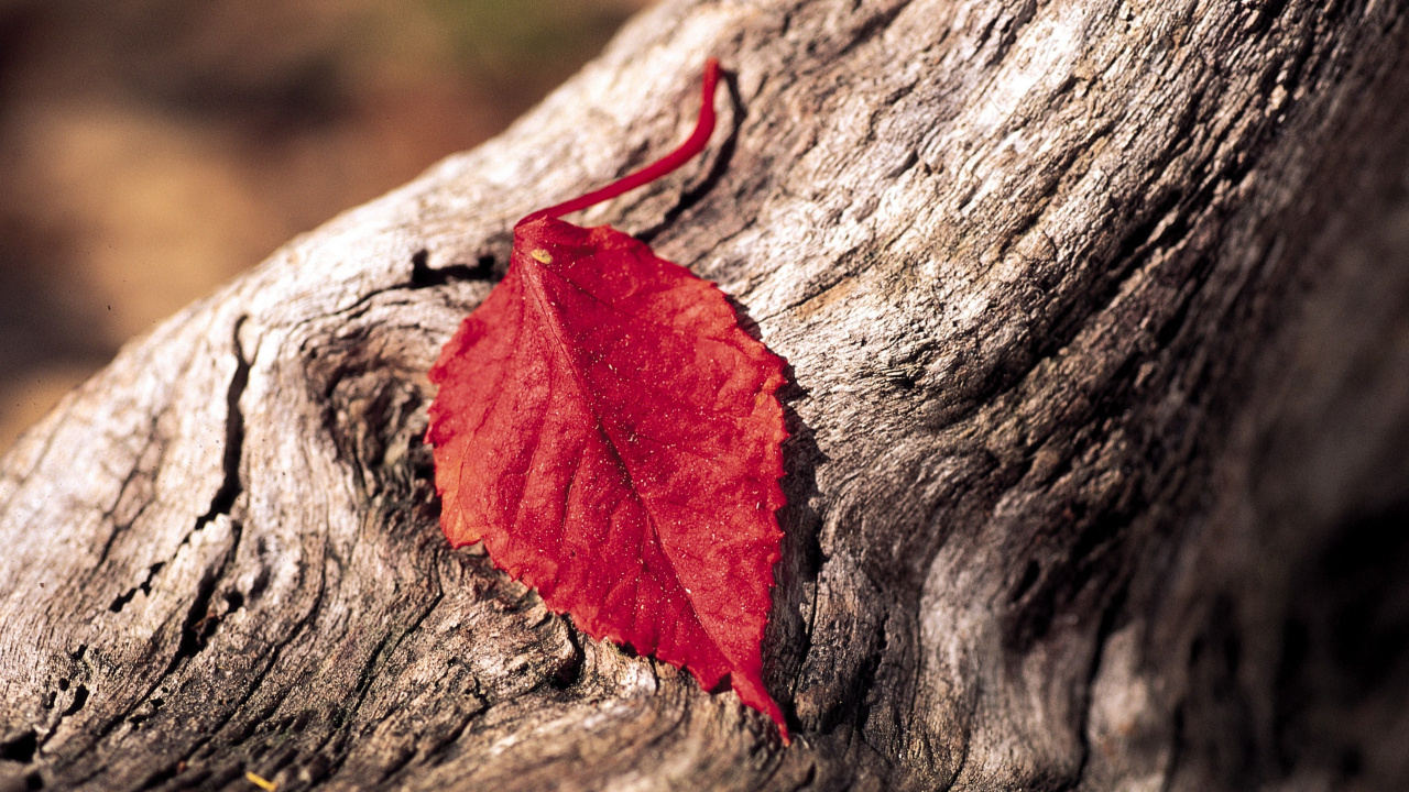 Red Leaf on Brown Wood. Wallpaper in 1280x720 Resolution