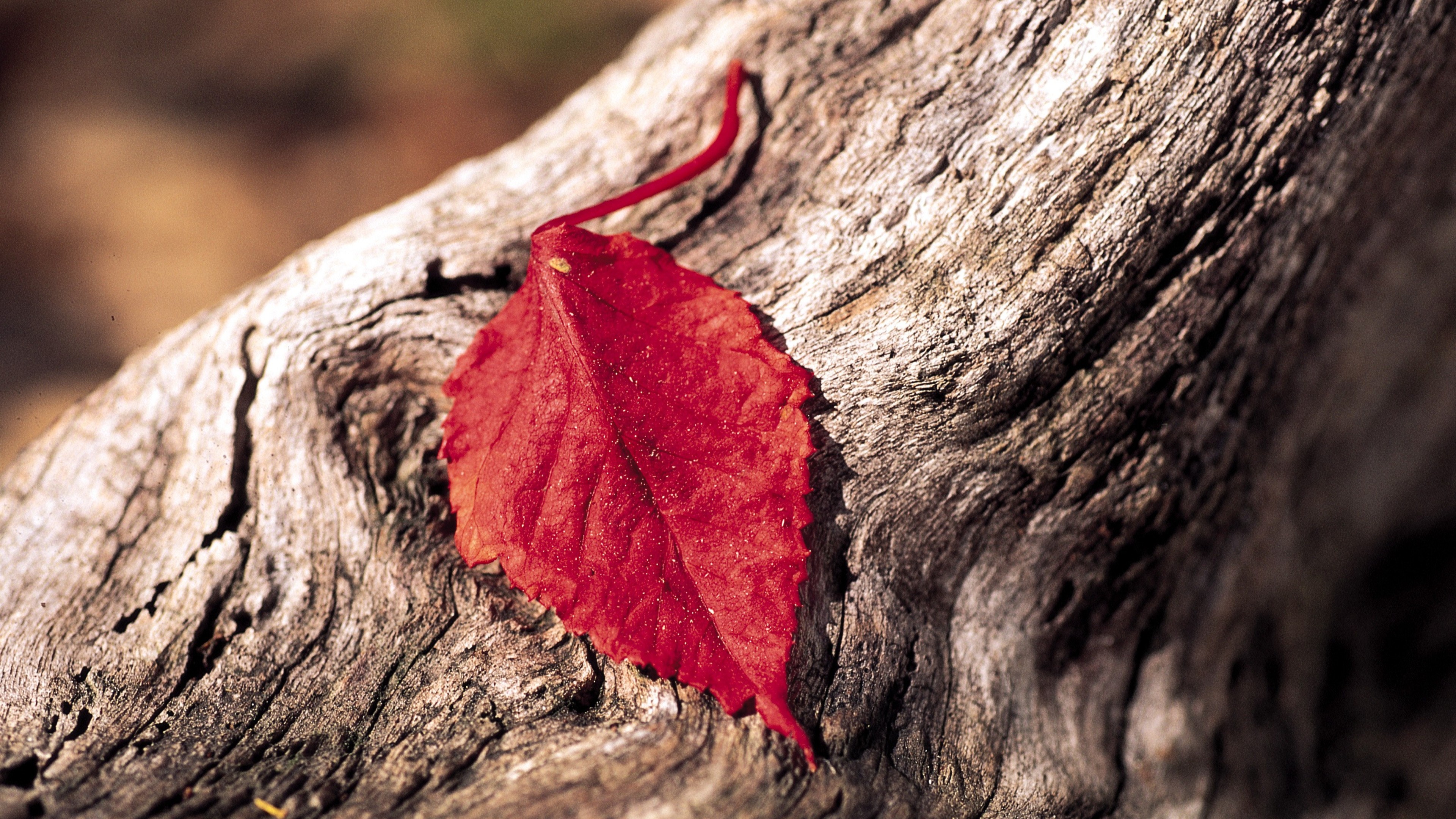 Red Leaf on Brown Wood. Wallpaper in 3840x2160 Resolution