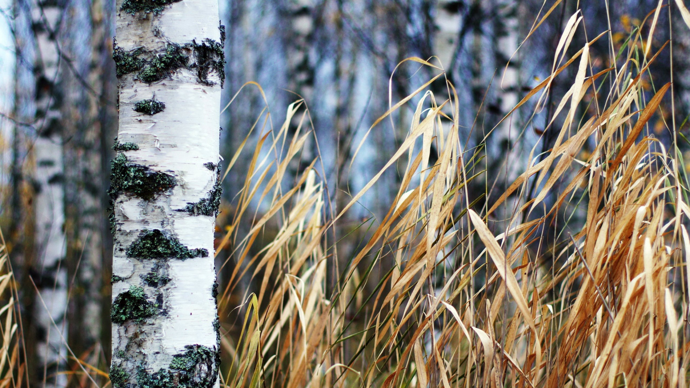 Braunes Gras Auf Weißem, Schneebedecktem Boden. Wallpaper in 1366x768 Resolution