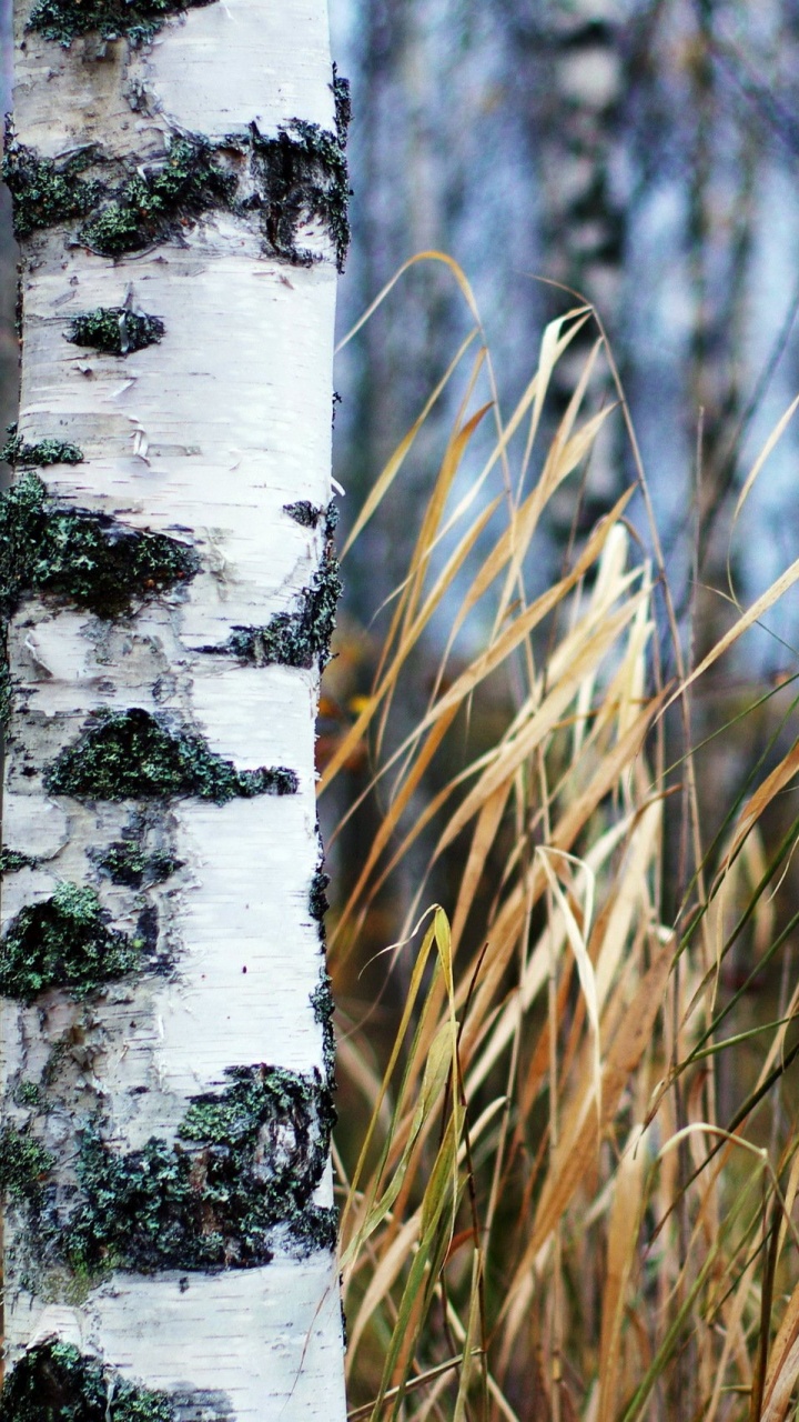 Herbe Brune Sur un Sol Couvert de Neige Blanche. Wallpaper in 720x1280 Resolution