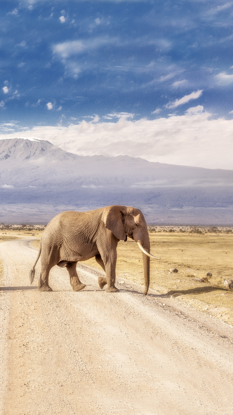 Deux Éléphants Bruns Sur du Sable Brun Sous un Ciel Bleu et Des Nuages Blancs Pendant la Journée. Wallpaper in 750x1334 Resolution