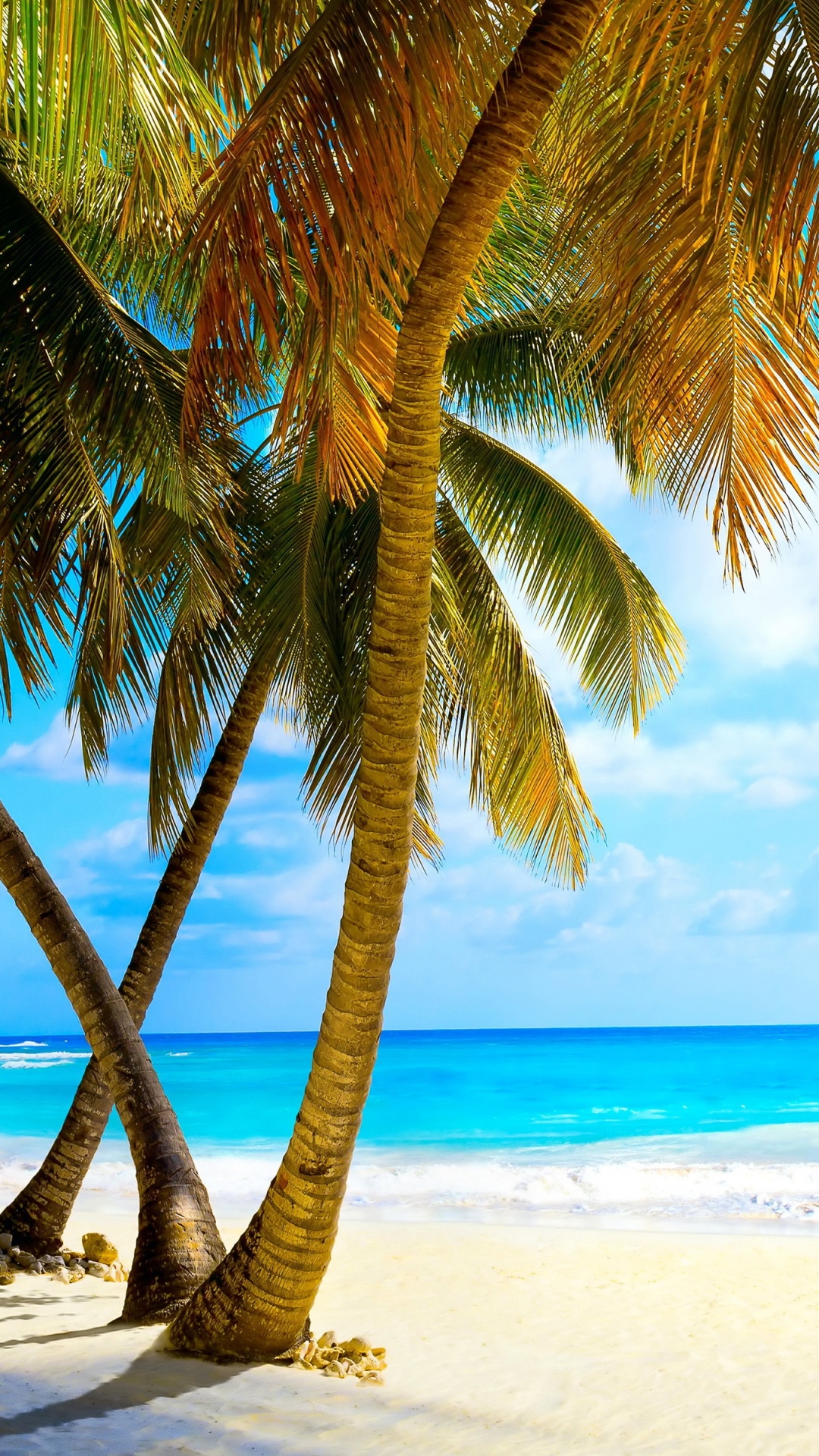 Palm Tree on Beach Shore During Daytime. Wallpaper in 1080x1920 Resolution