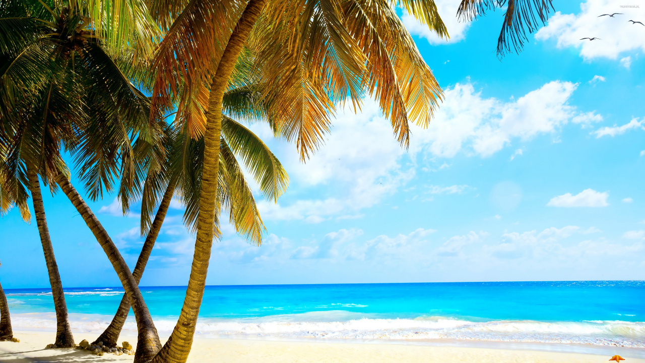 Palm Tree on Beach Shore During Daytime. Wallpaper in 1280x720 Resolution