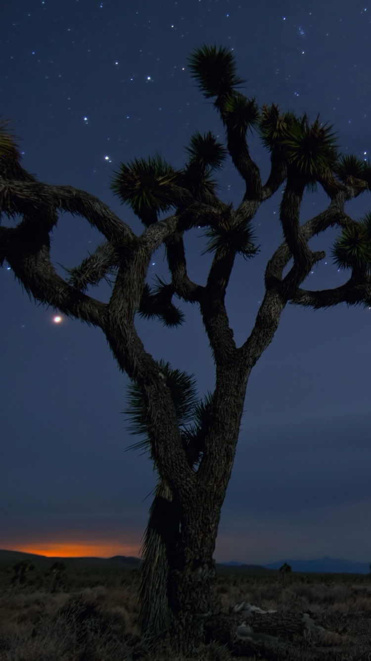 Árbol Verde Bajo la Noche Estrellada. Wallpaper in 750x1334 Resolution
