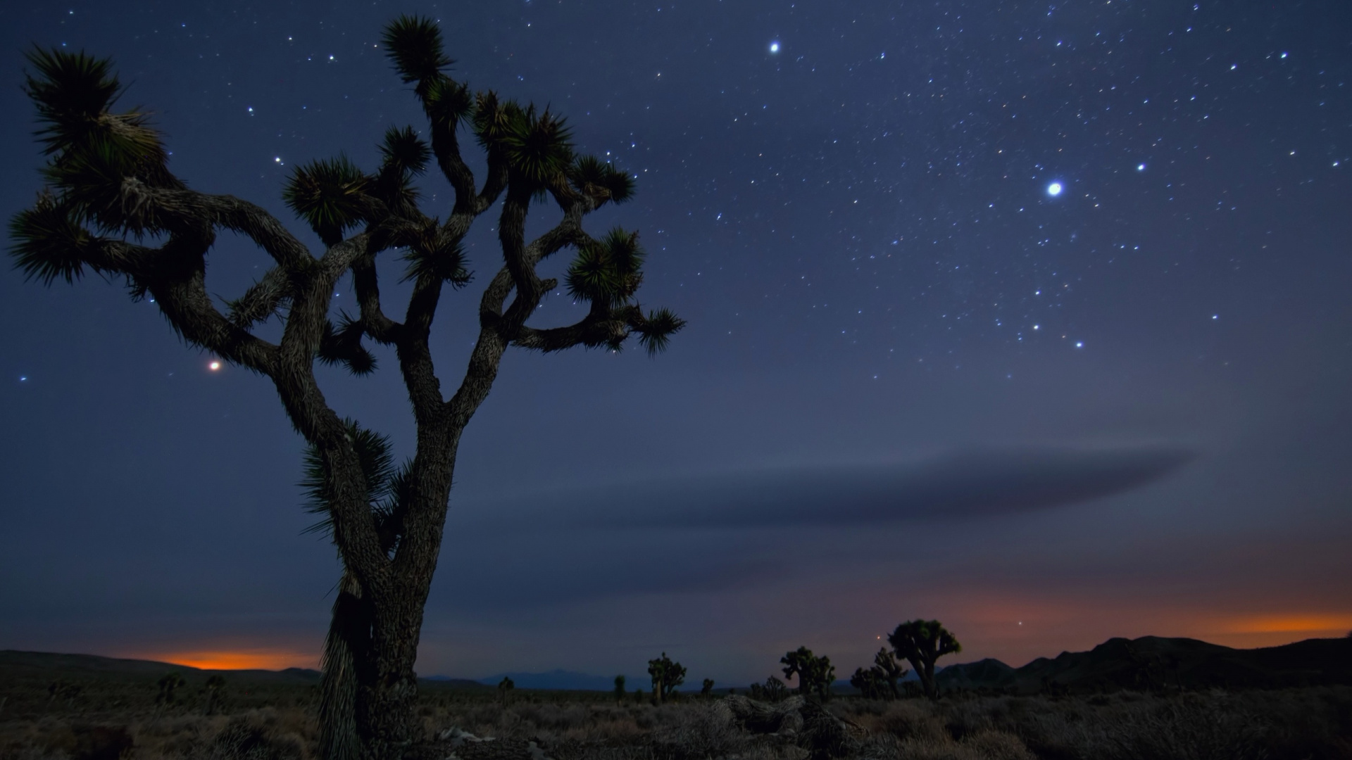 Green Tree Under Starry Night. Wallpaper in 1920x1080 Resolution