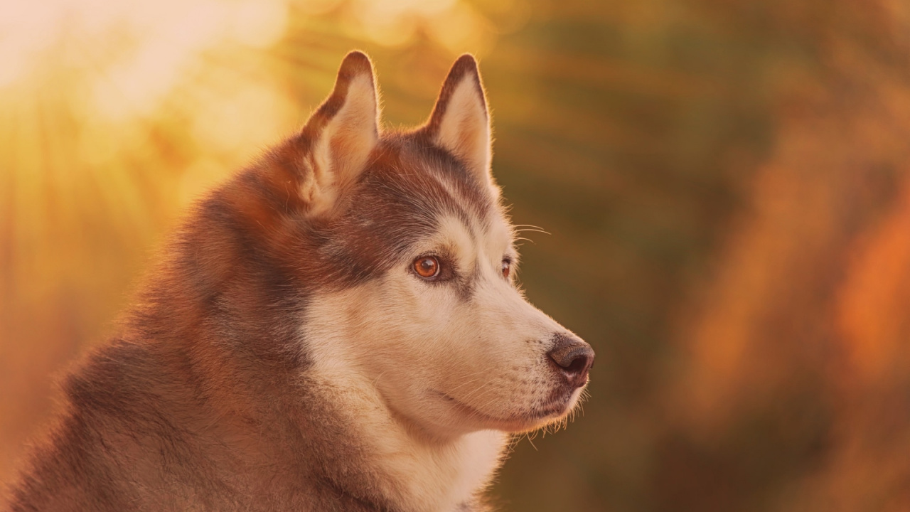 Brown and White Siberian Husky. Wallpaper in 1280x720 Resolution