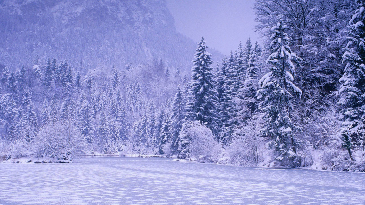 Grüne Pinien Auf Schneebedecktem Boden. Wallpaper in 1280x720 Resolution